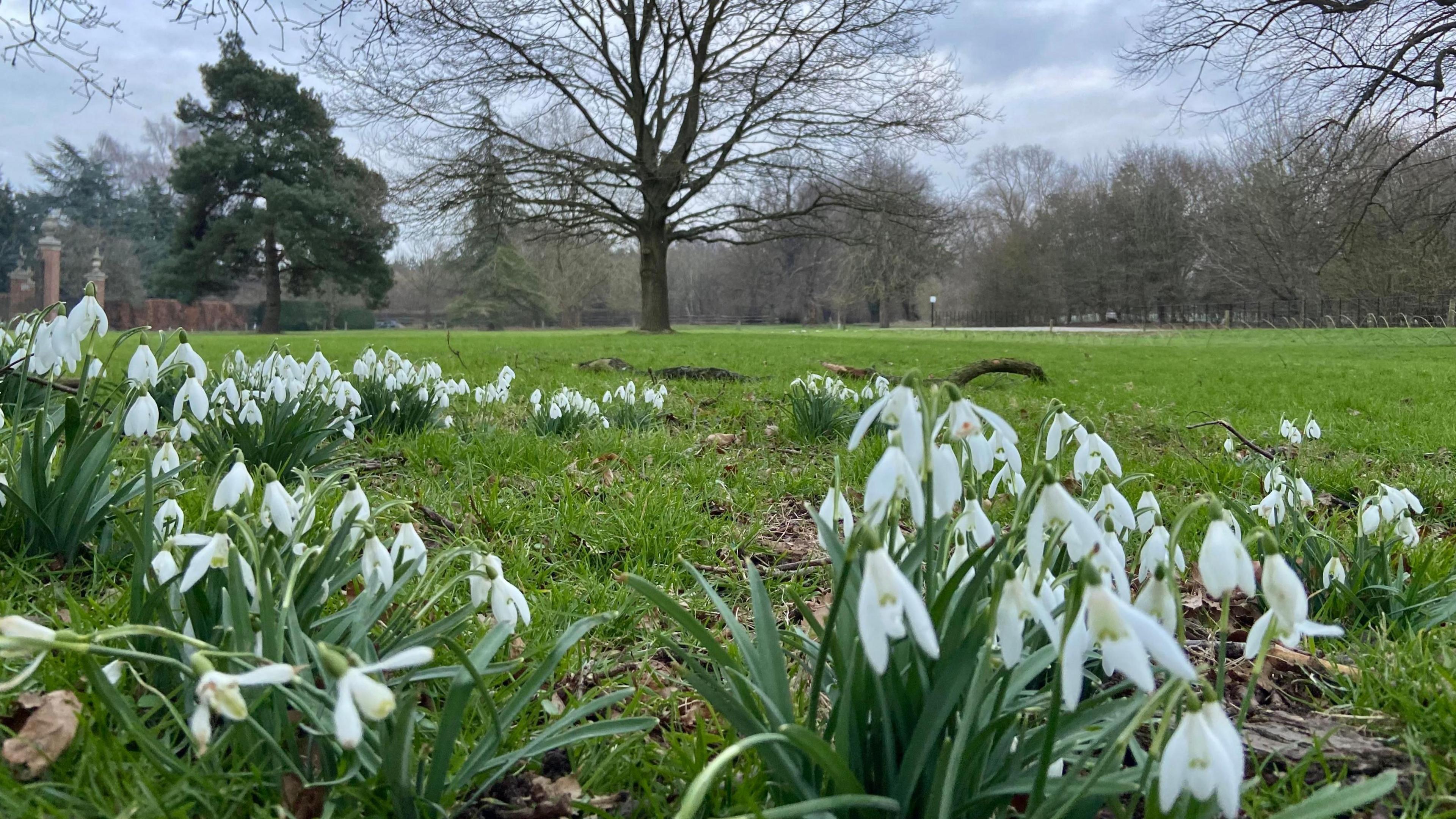 Lots of snow drops are seen dotted along the grass on a field. In the background there are lots of trees filling up the area. 