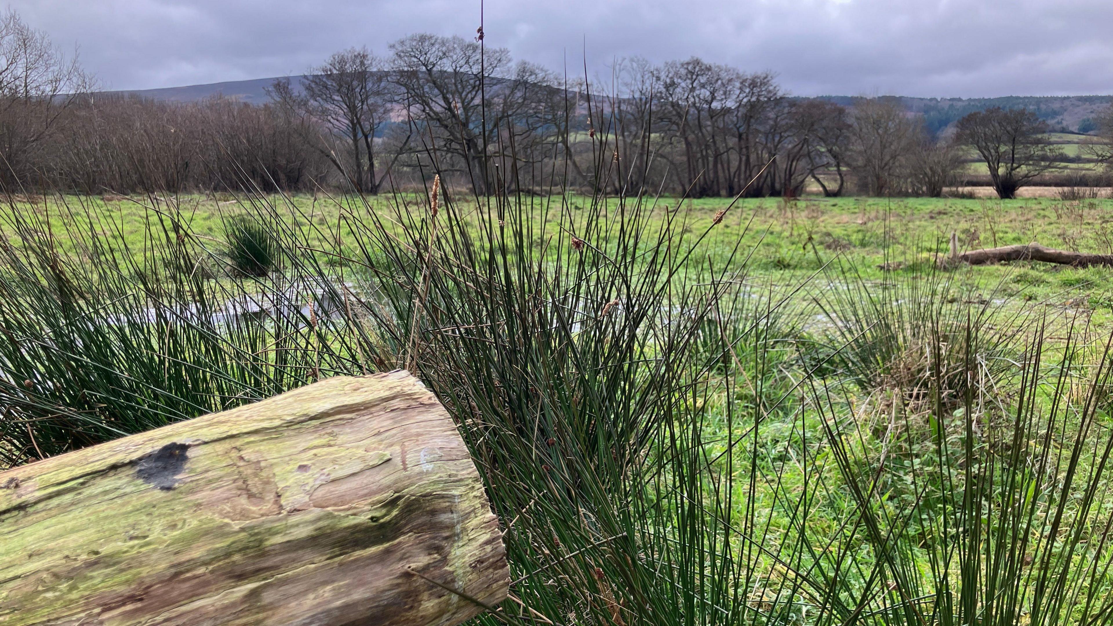 Holnicote Estate. The landscape is green and there are lots of trees in the distance. 