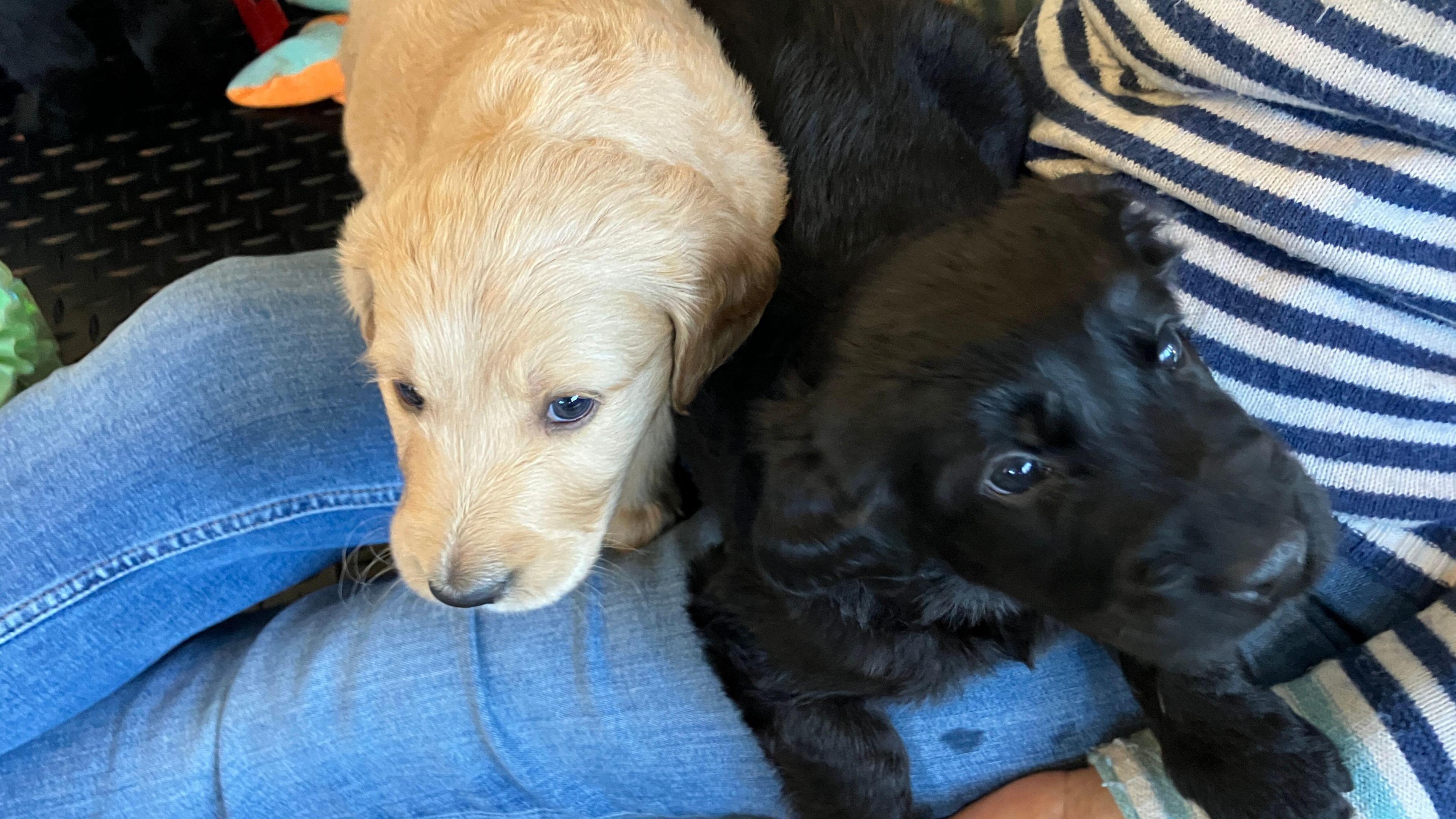 Two small labradoodle puppies, one black and one golden. They are on a woman's lap, looking up at the camera