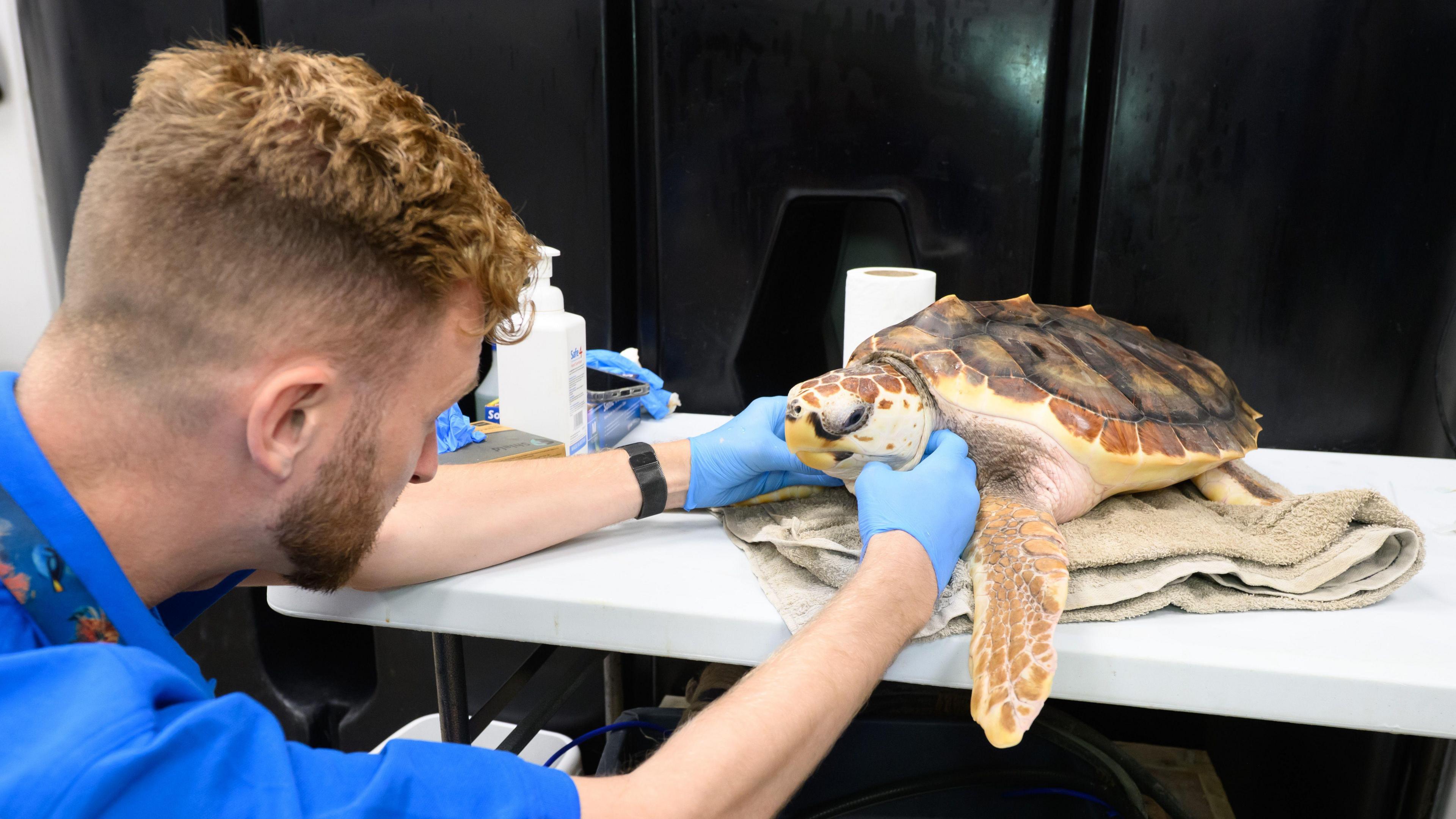 A sea turtle with brown spots and a green-brown shell rested on a towel on a table top. The turtle is being examined by a man with a beard wearing blue latex gloves and a blue shirt.