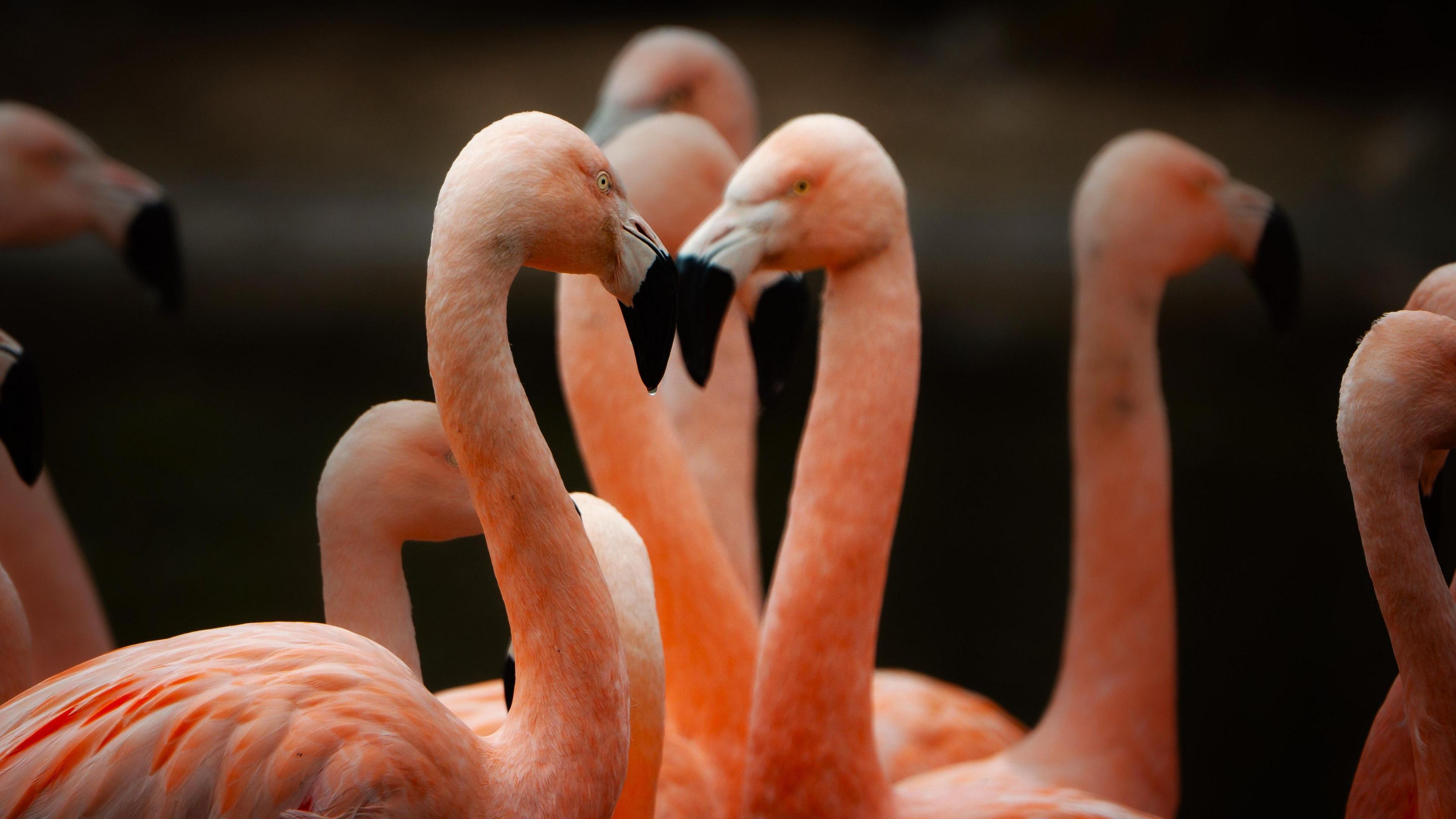 A group of pink flamingos with black beaks are seen close together at Longleat in Wiltshire