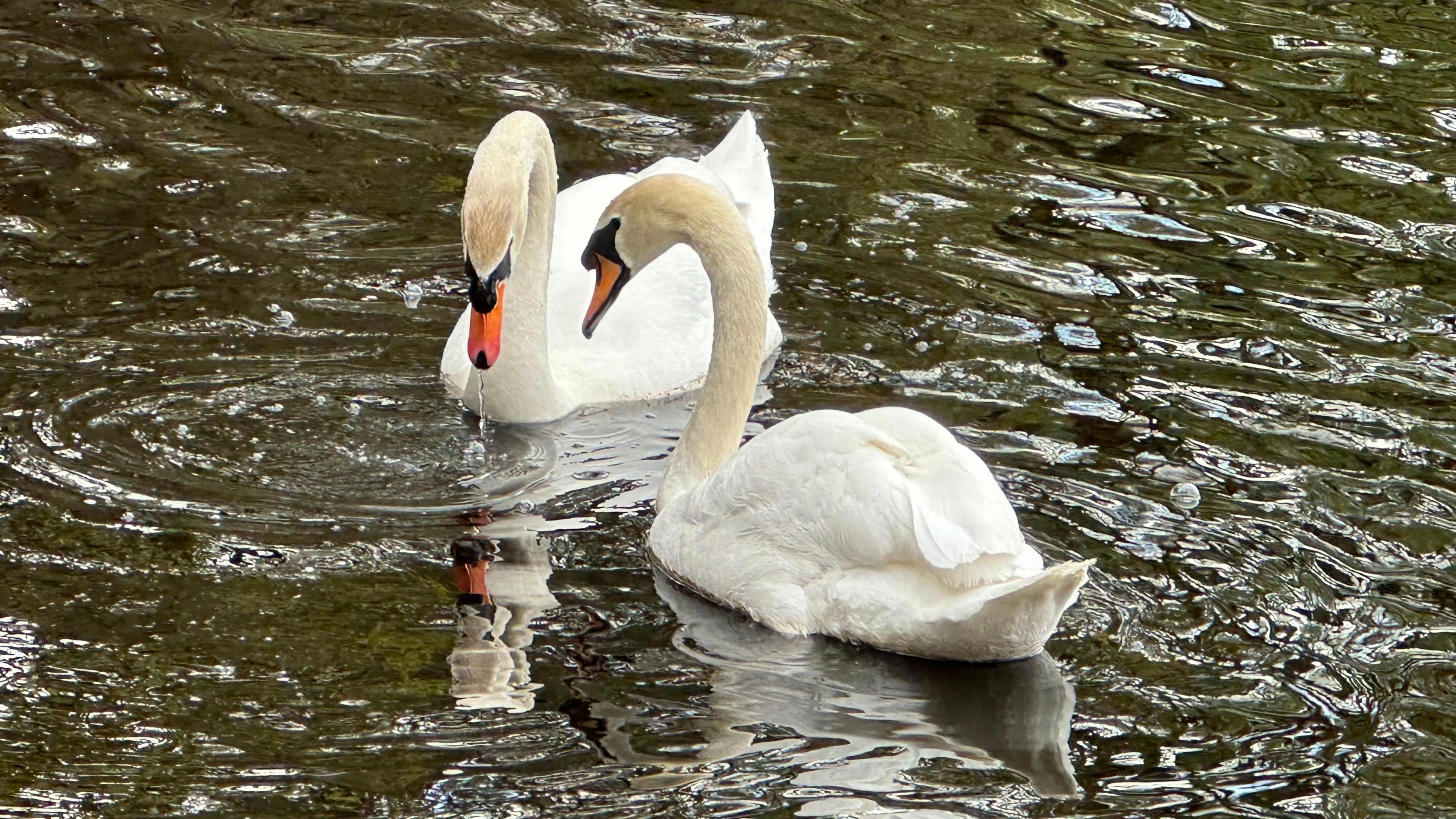 Swans