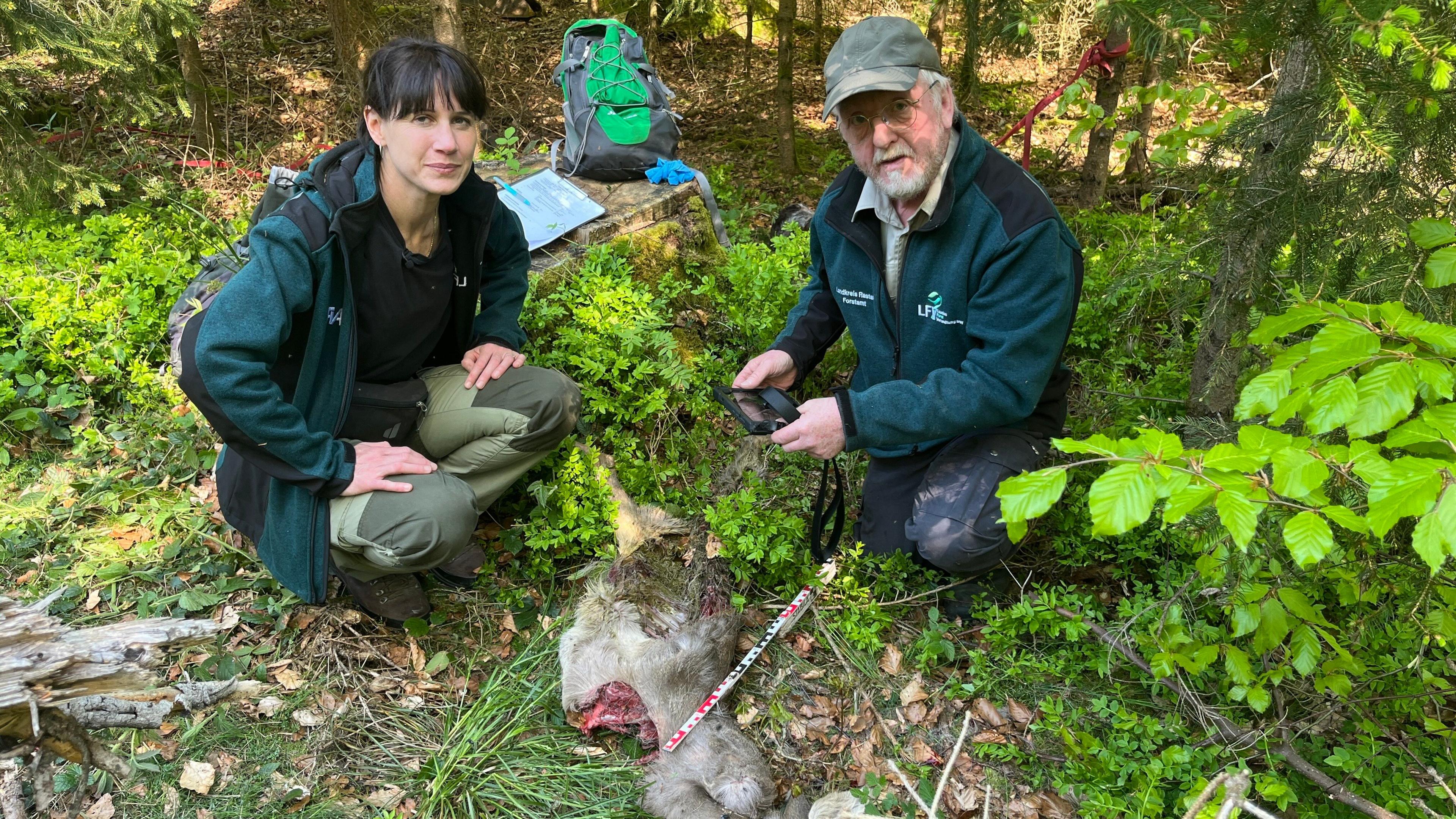 Eva and Martin crouch down behind the bloodied carcass of a roe deer. There is a tape measure near the carcass and they are surrounded by forest.