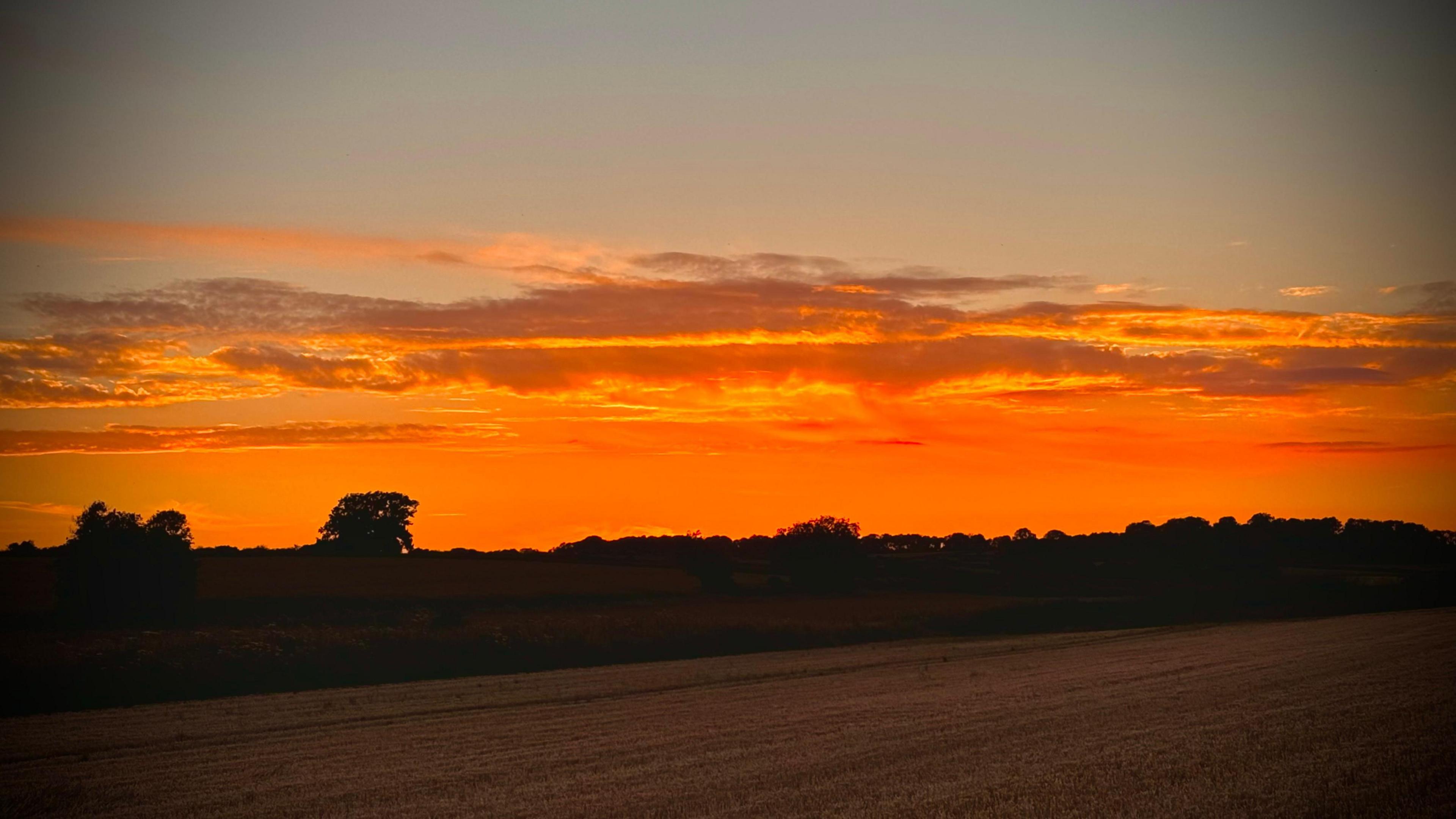 Field with orange sky behind