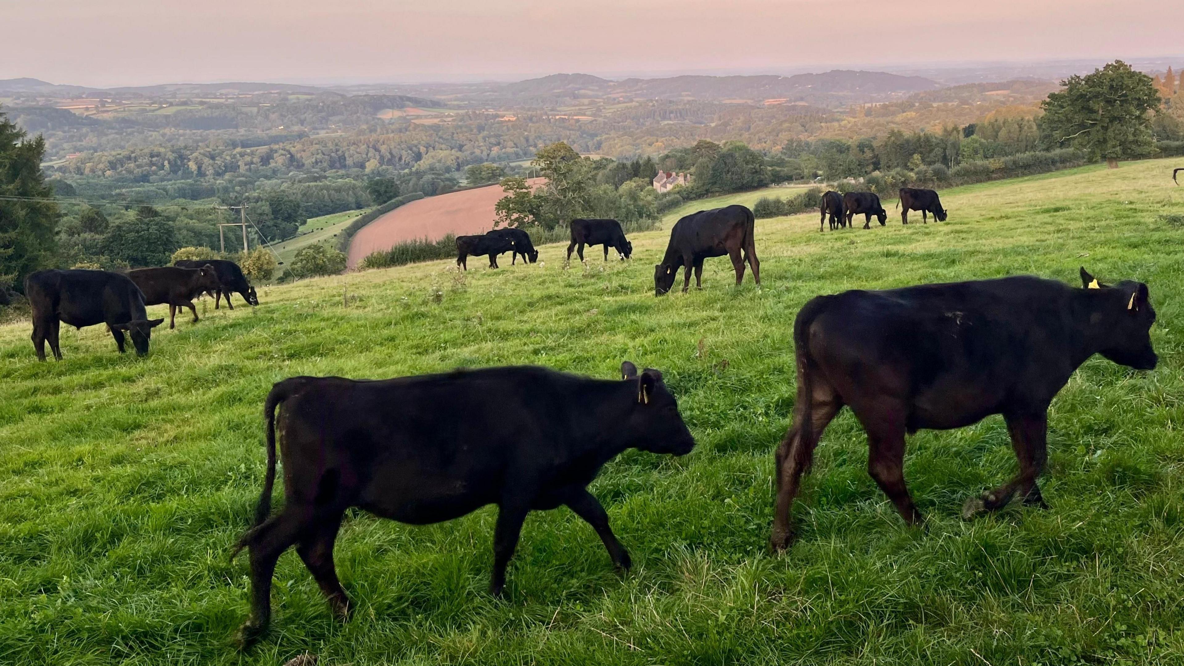 Cows walking across a gently sloping field covered in green grass. They cows are black with yellow tags in their ears. Behind them, more hills can be seen in the distance