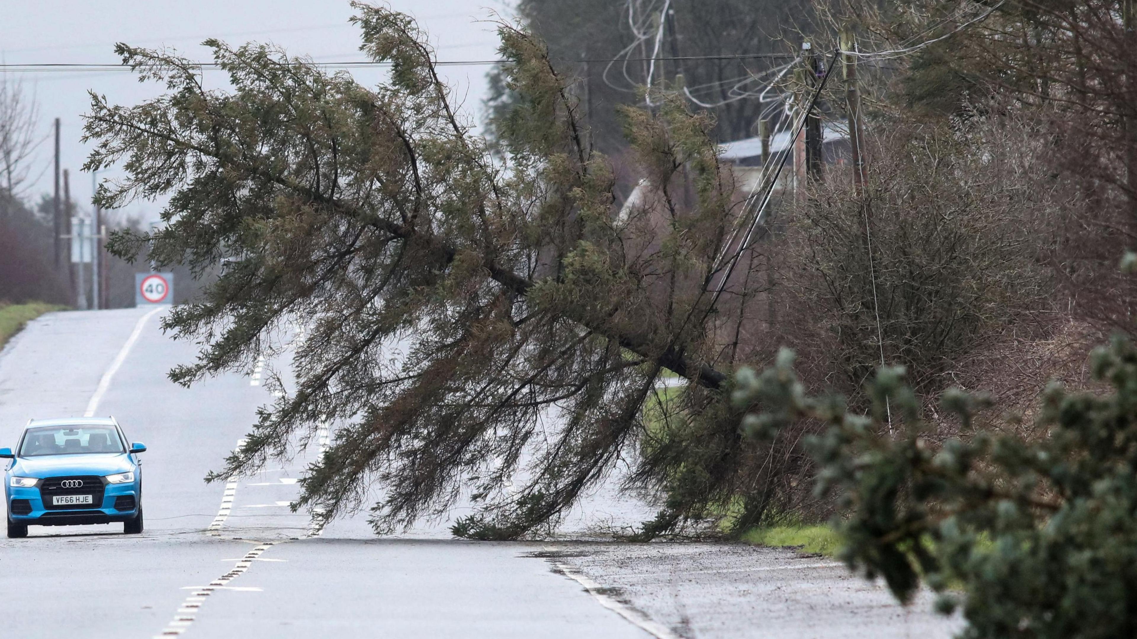 A person drives a car past fallen trees on a carriageway. A very large tree is lying across the road, blocking one side.