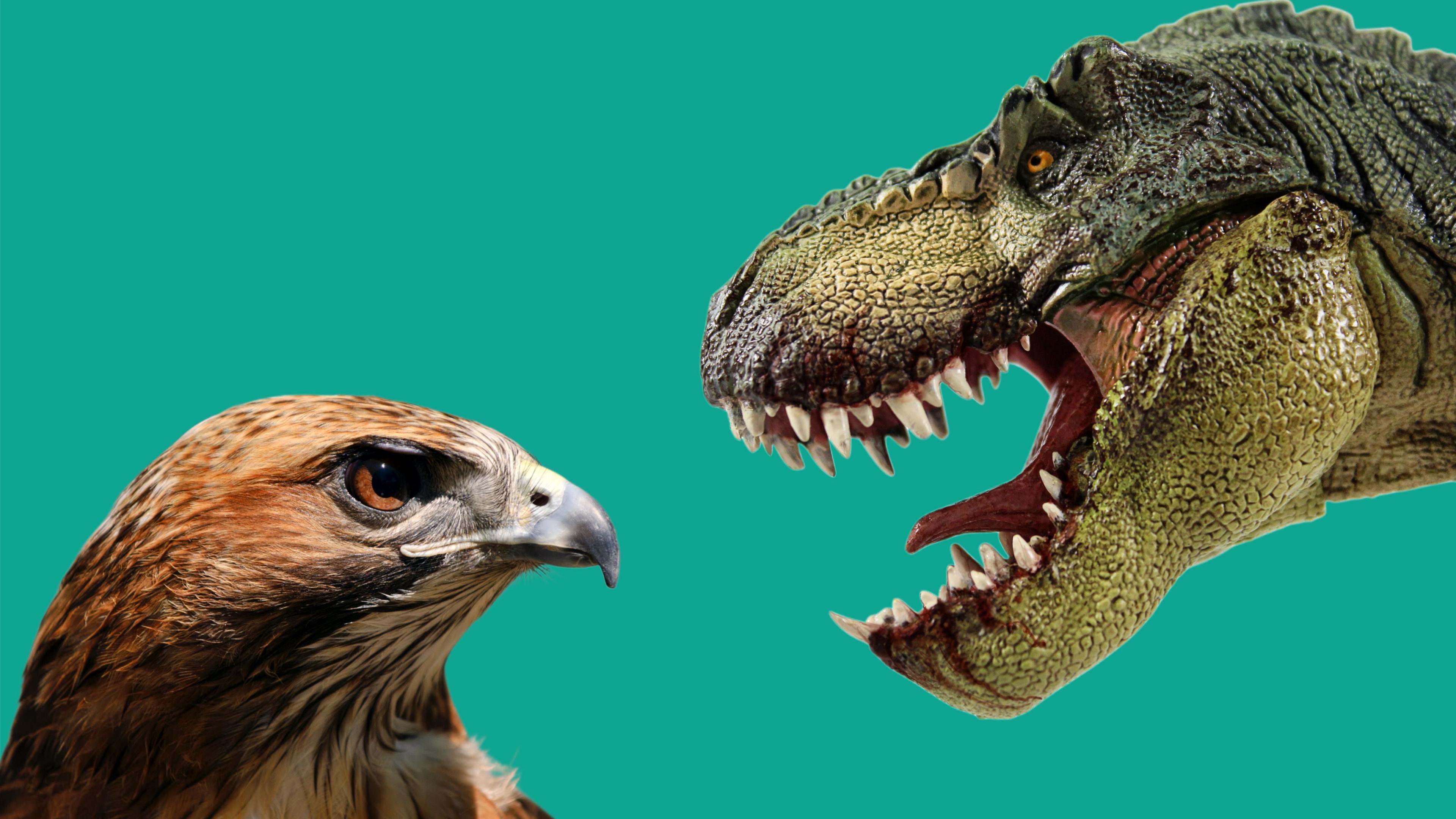 A bird of prey and T.Rex 