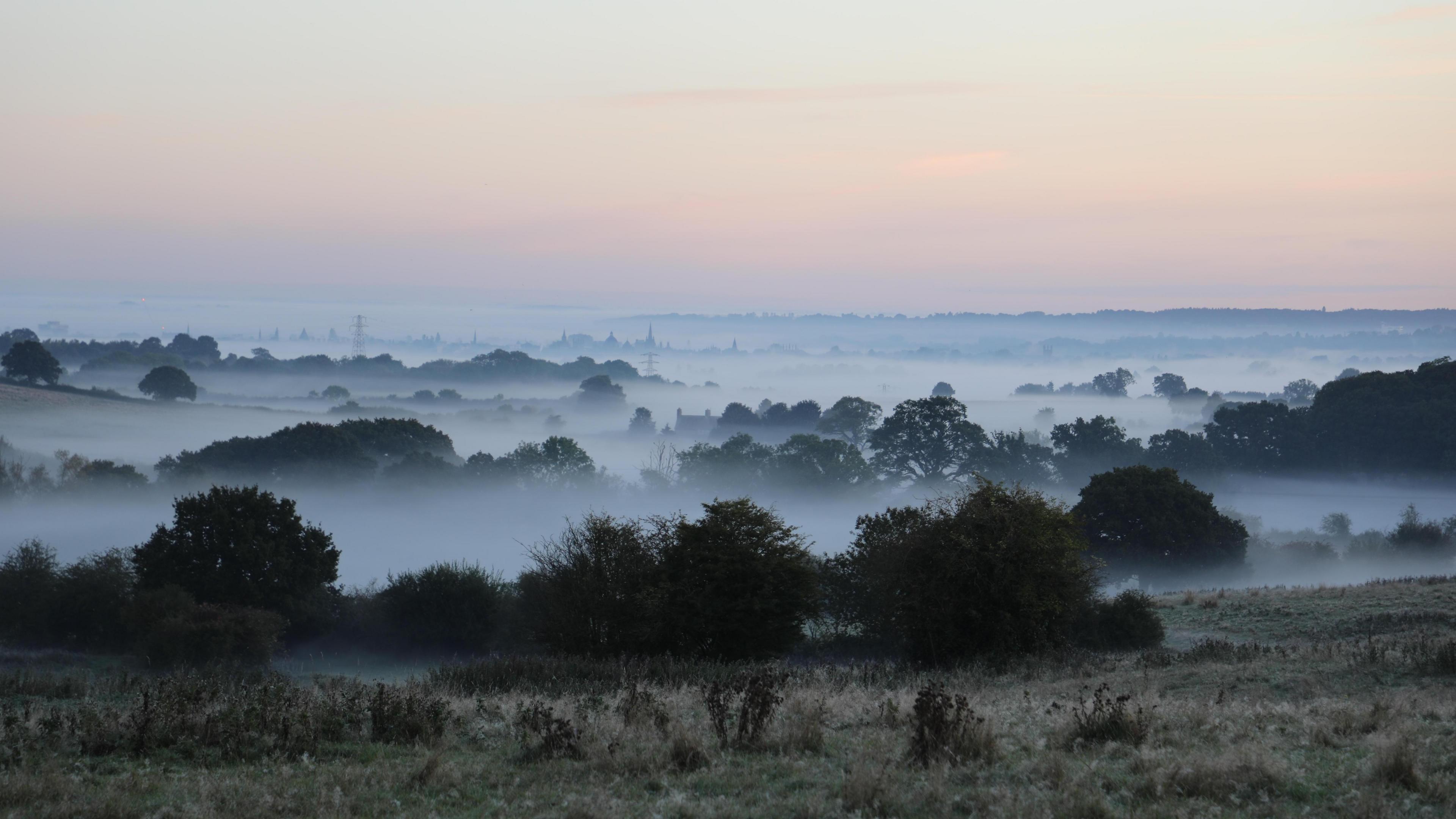 Mist gathers around several rows of trees heading towards a horizon almost completely obscured. There's a hint of orange in the sky above. 