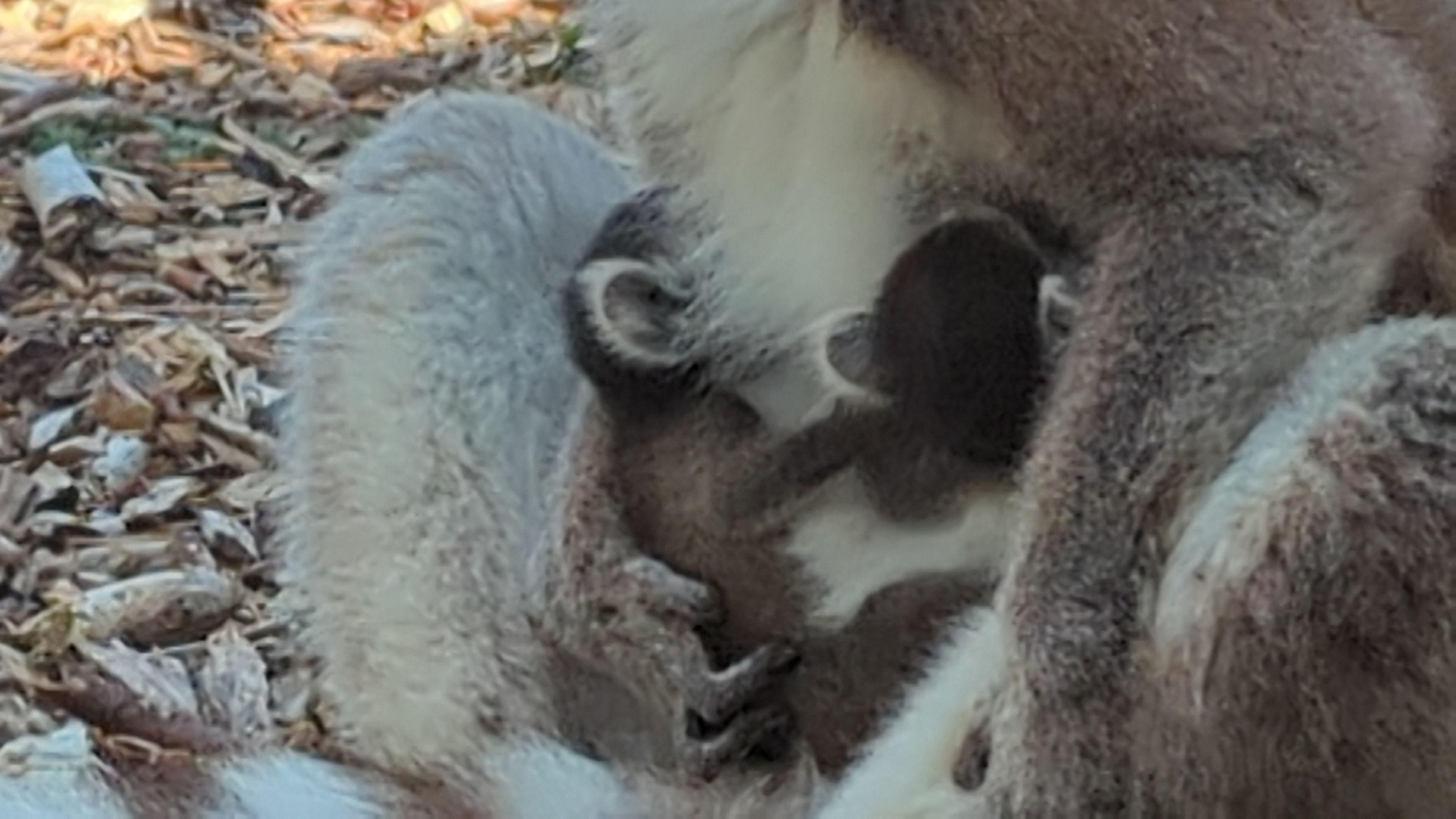 Two baby lemurs are seen clinging on to the front of their mother, with their heads buried in her fur.