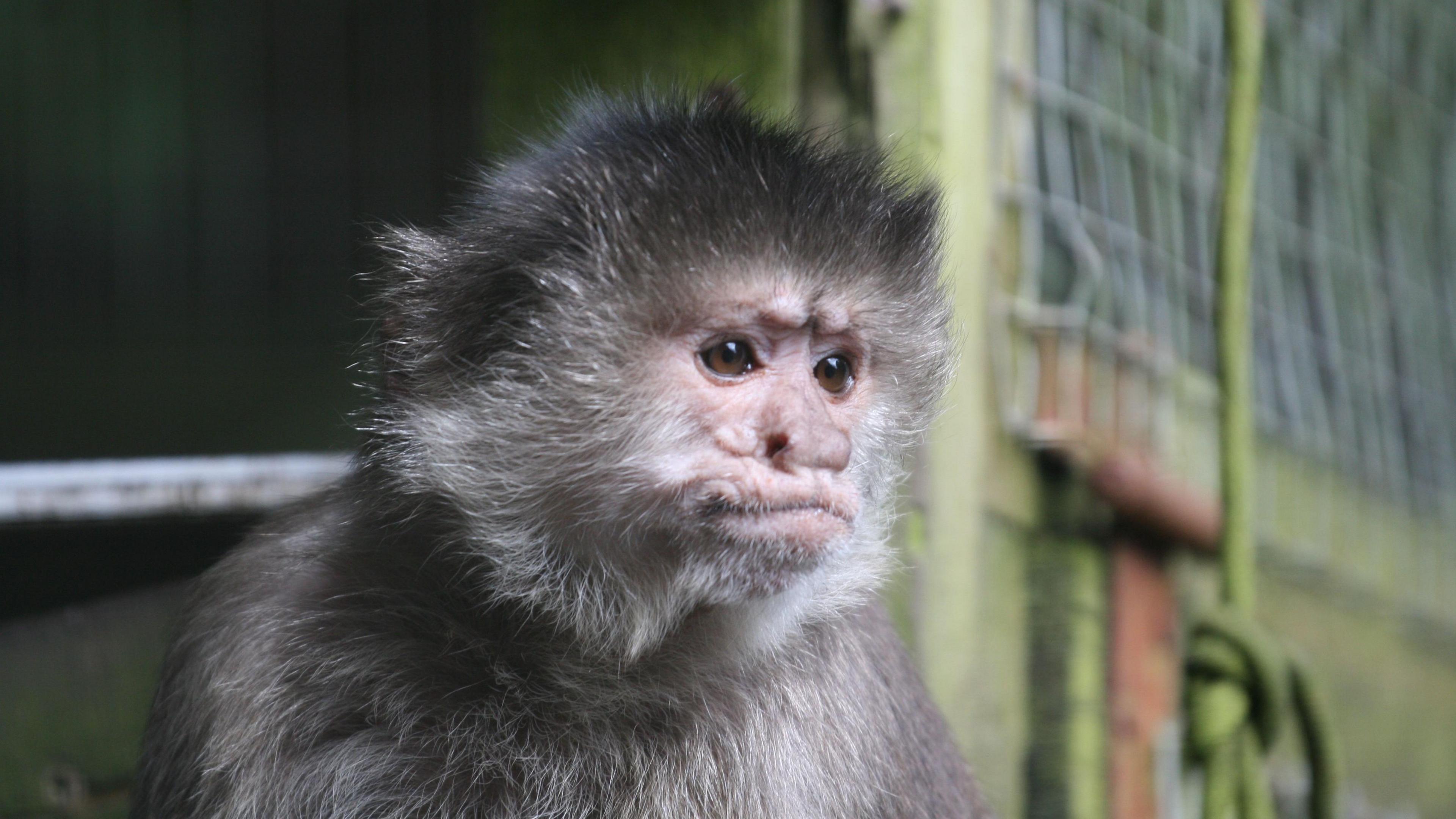 Black and grey rescue monkey Coco with brown eyes, looking to the right of the camera and it sits in an enclosure.