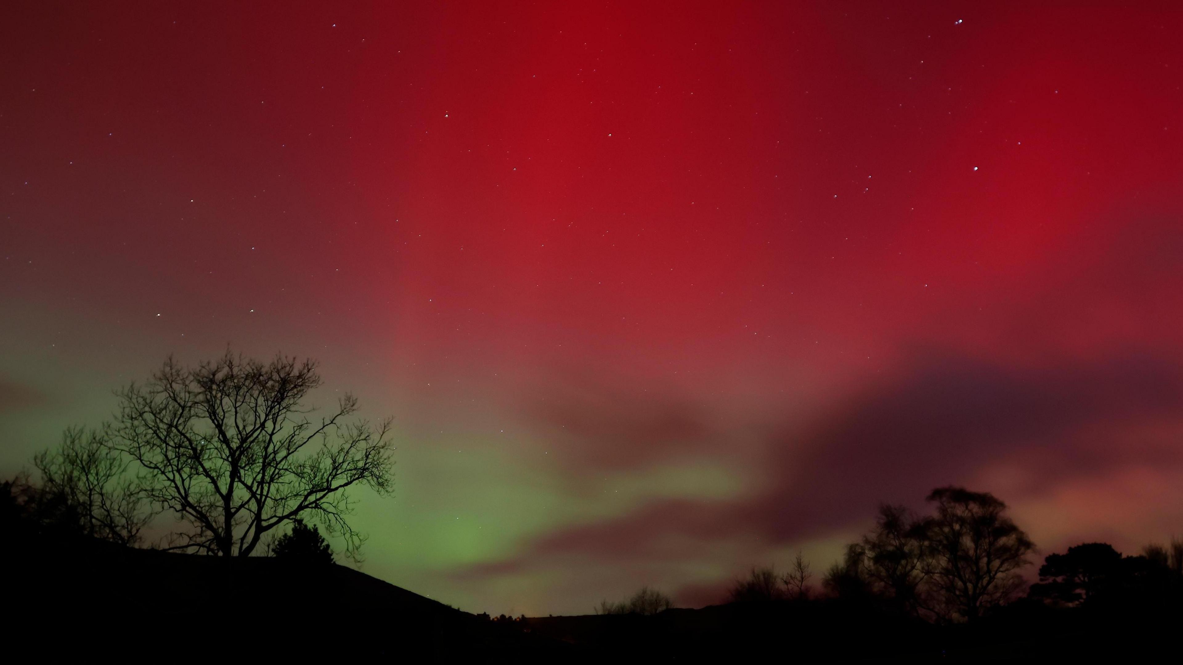 The Northern Lights lighting up the sky in shades of pink and green. A row of trees are visible at the bottom of the image. 