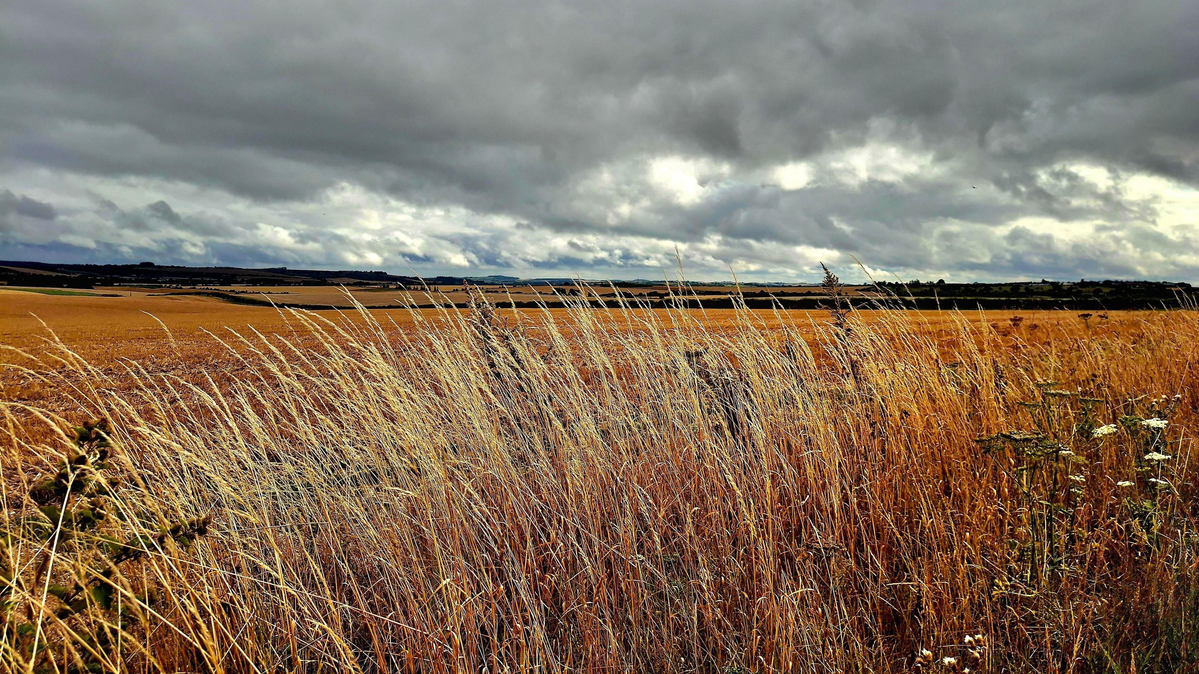 A moody sky is punctuated with patches of light, with the brown fields of crops below in shade. In the foreground, long grass blows in the wind, providing a contrast to the deeper colour of the crop fields.
