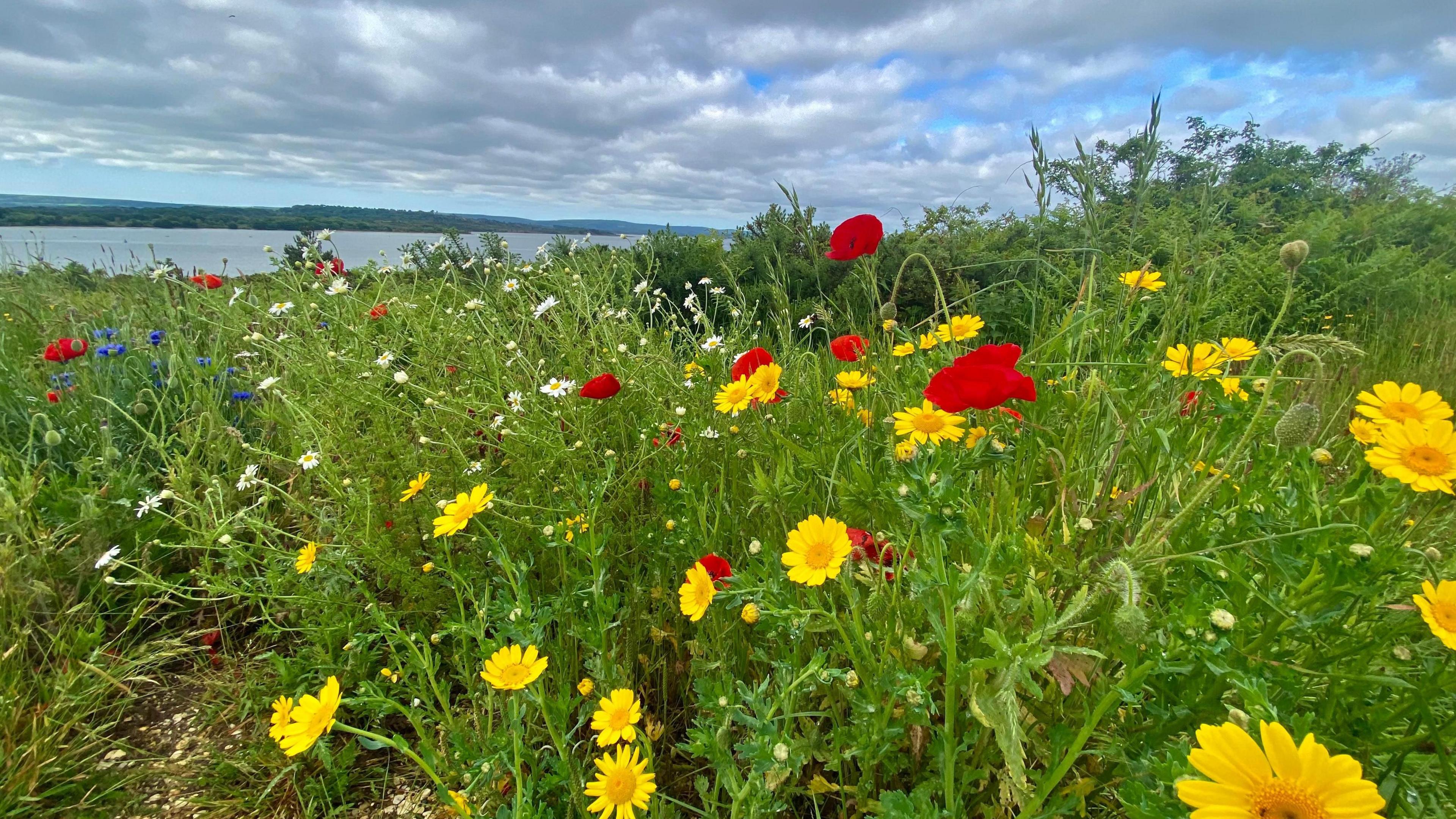 SUNDAY - Flowers next to the harbour in Hamworthy in the foreground with grey skies overhead