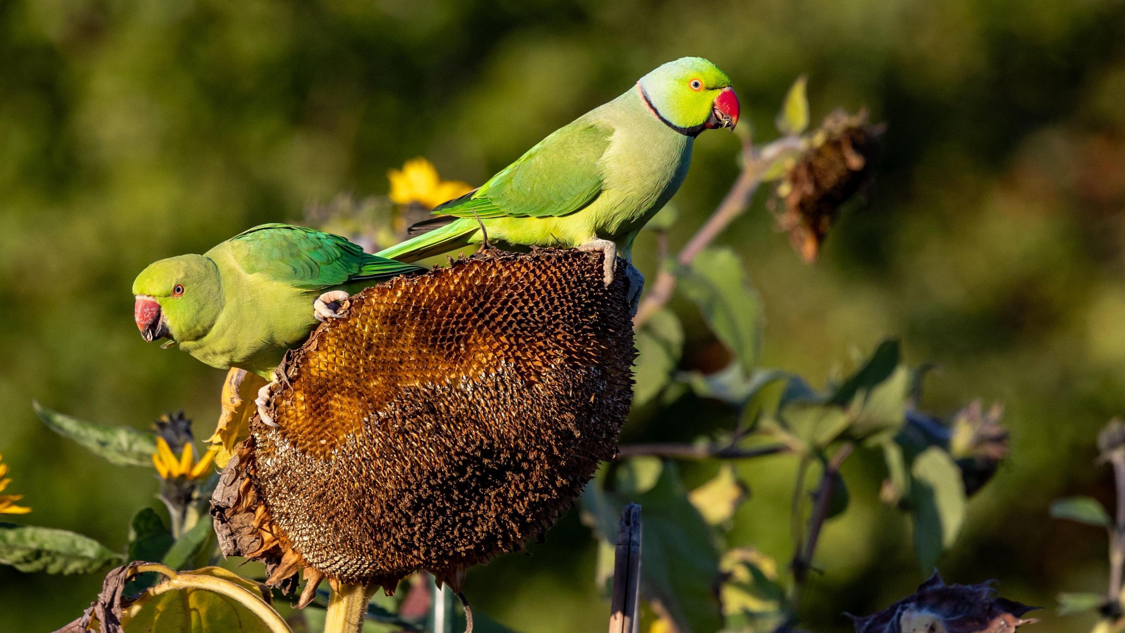 Two parakeets perching on a sunflower plant, whose head has been stripped of seeds. The birds are bright green and yellow and have red beaks