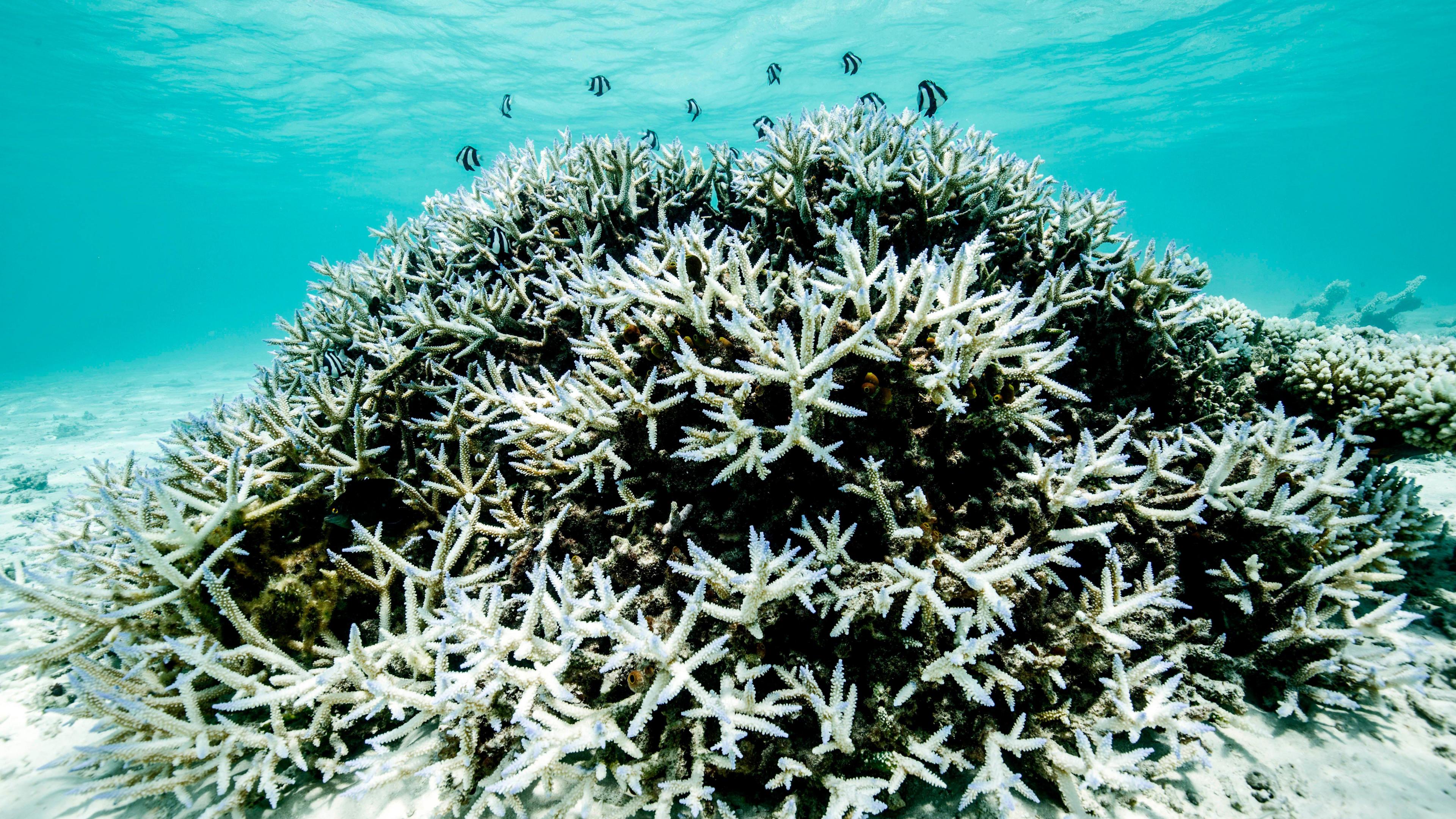 Coral that has turned white with fish swimming nearby