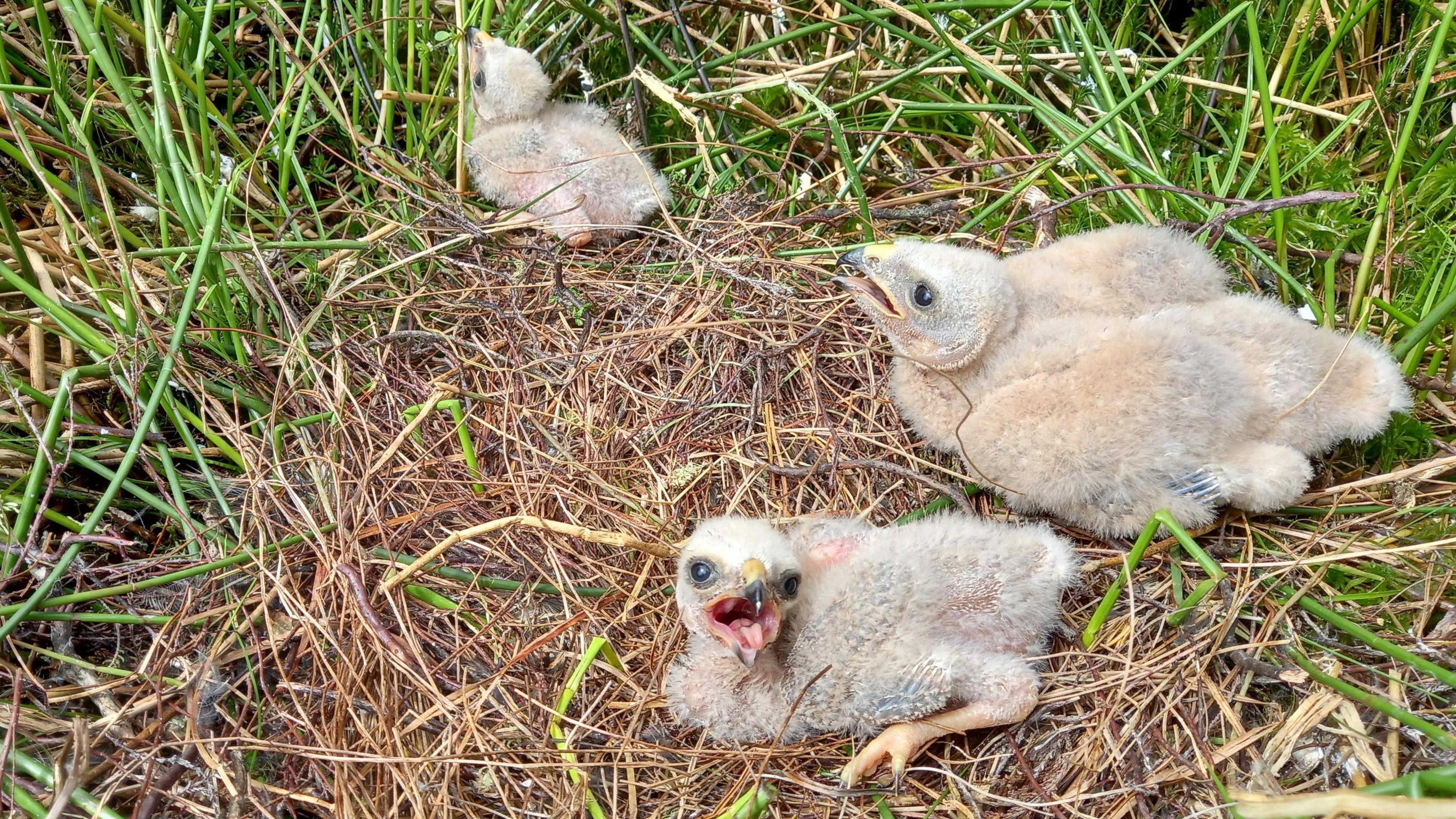 Three Hen Harrier chicks are in a nest, surrounded by grass. They have beige fluffy feathers, and one chick has it's beak open toward the camera.