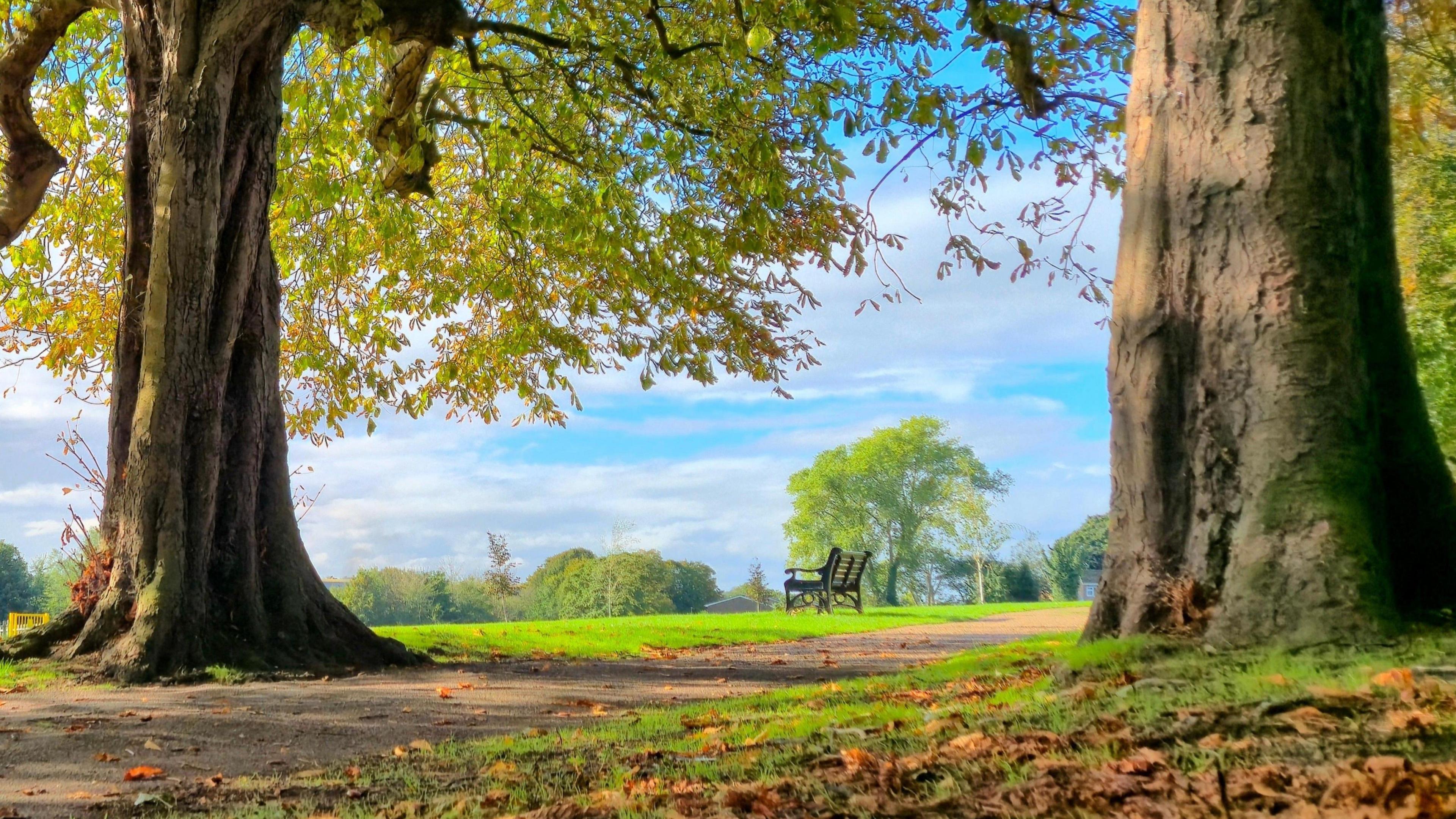 A view of a park in Lowestoft. Two trees can be seen ahead along with a grass field with a bench in it. 