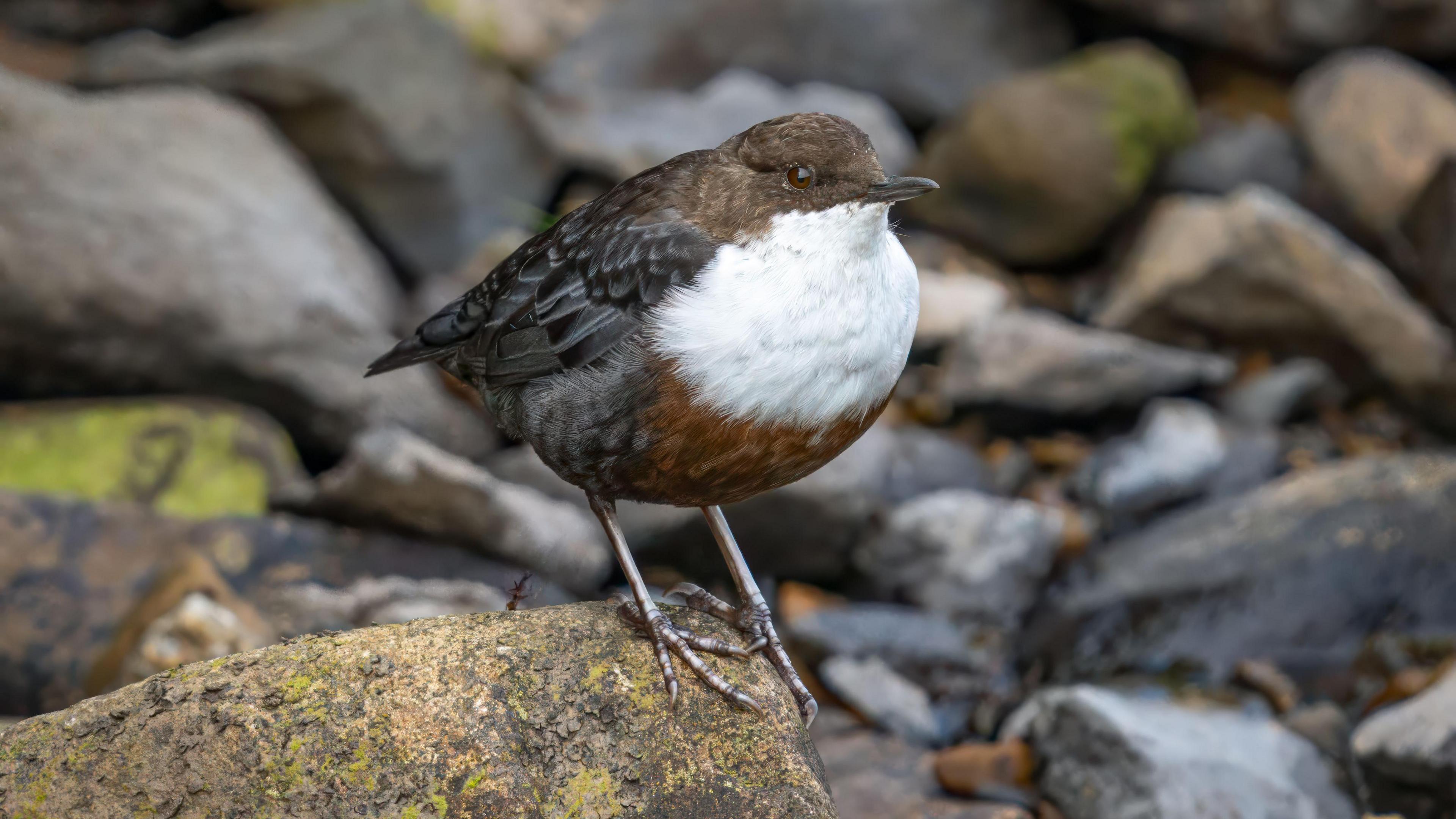 A small bird with a white chest, brown head and black wings sits on a stone