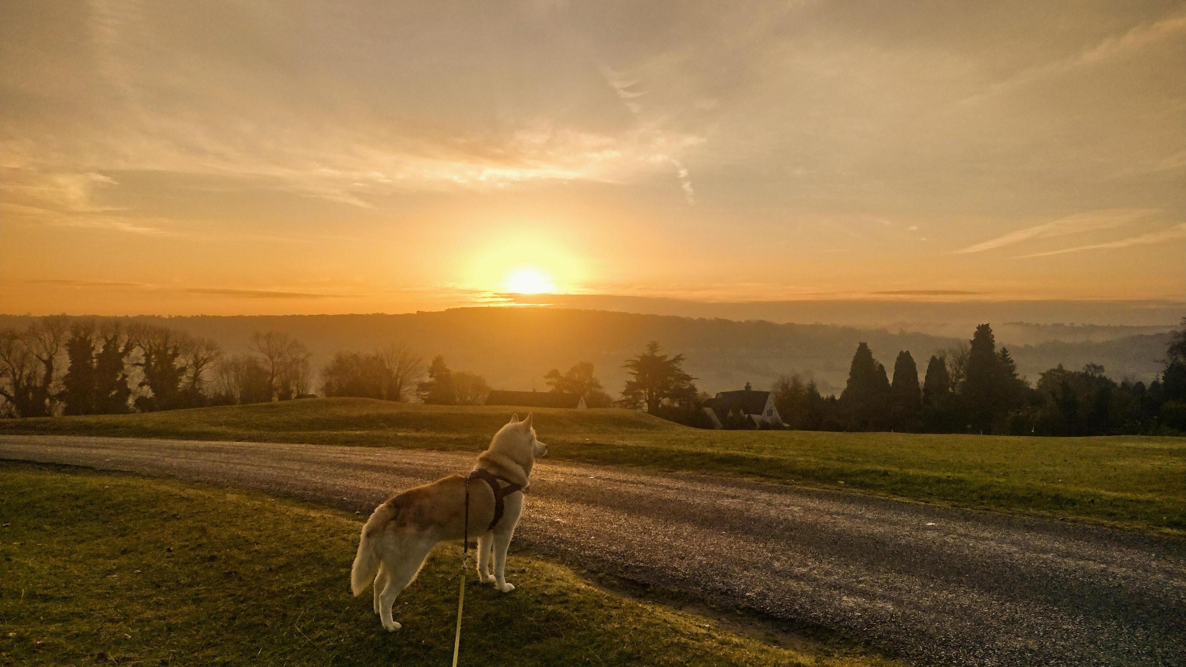 Sunrise over a green hill with trees in the shadow and a dog looking out over the view.