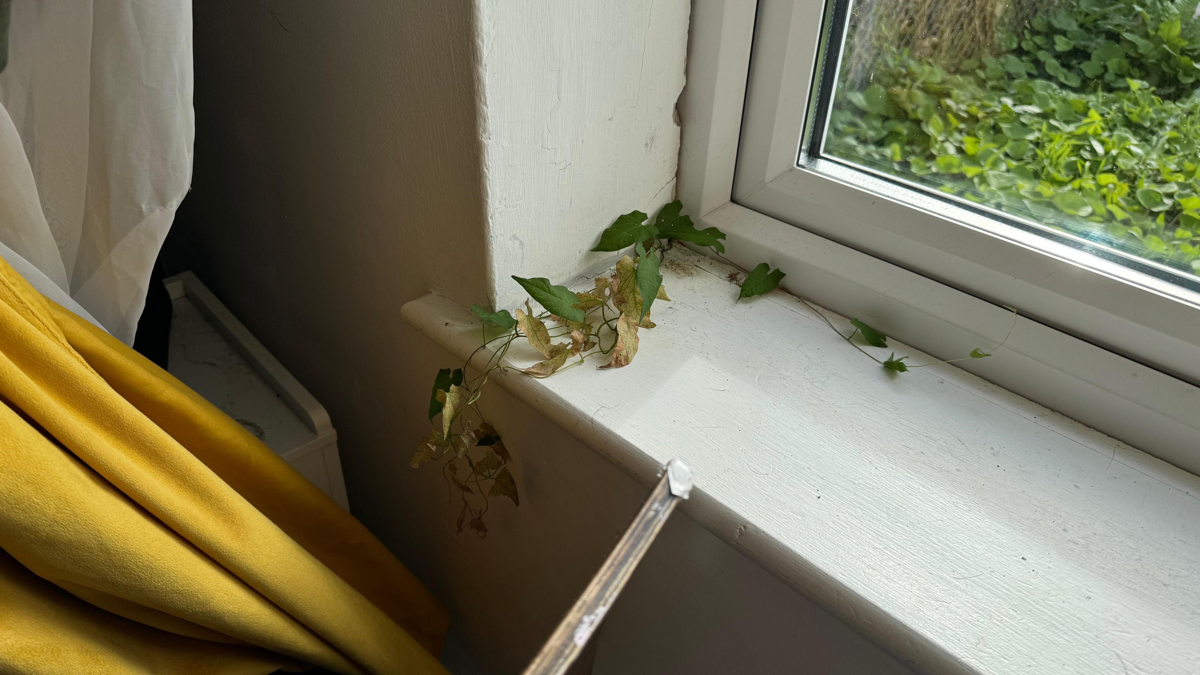 A string of green ivy poking through the corner of a window. 