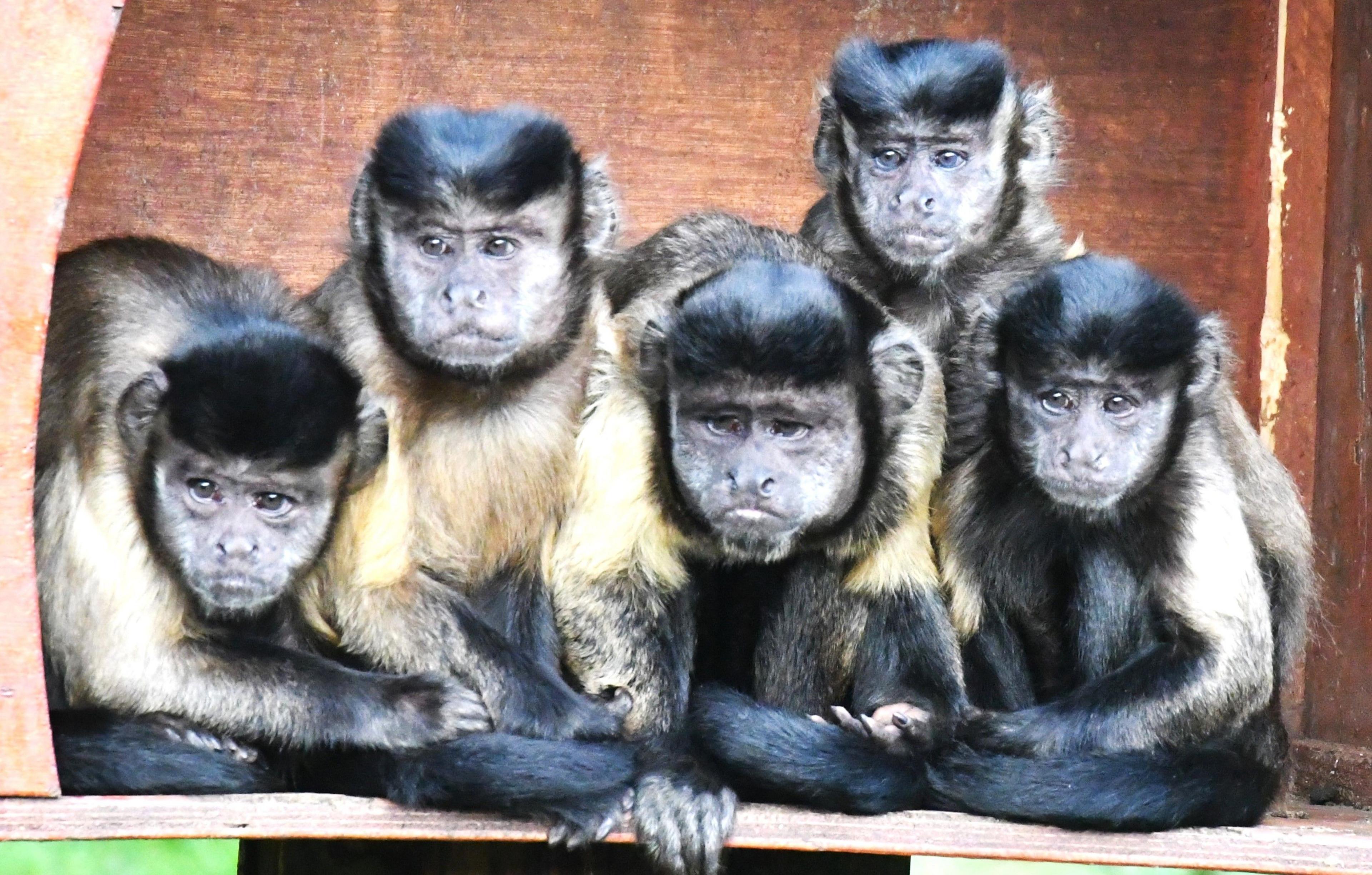 Five monkeys lined up in a wooden shelter look a little bit sullenly towards the camera.