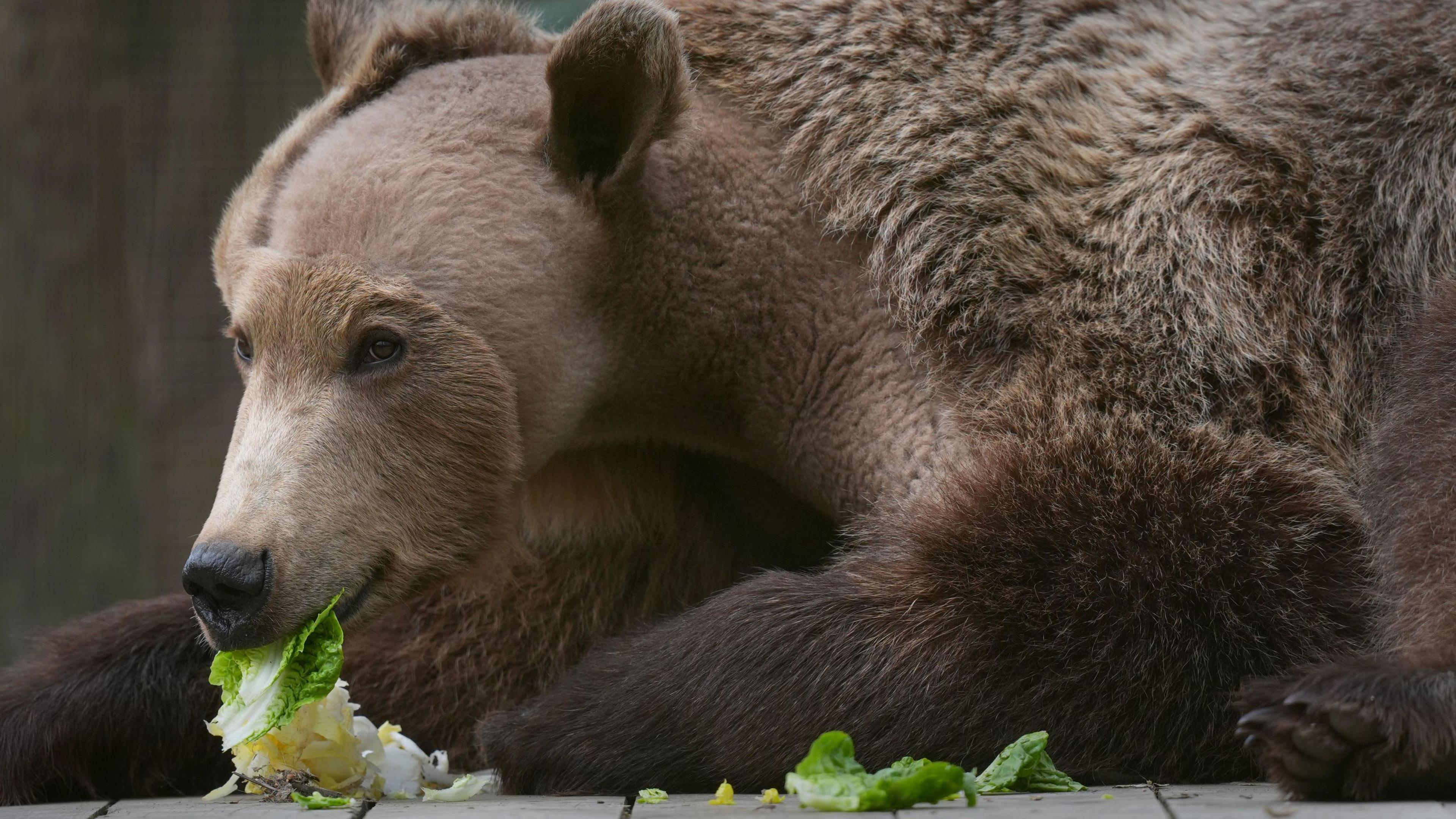 A brown bear, with the half of the hair on his head shaved, is eating some leaves at a zoo 