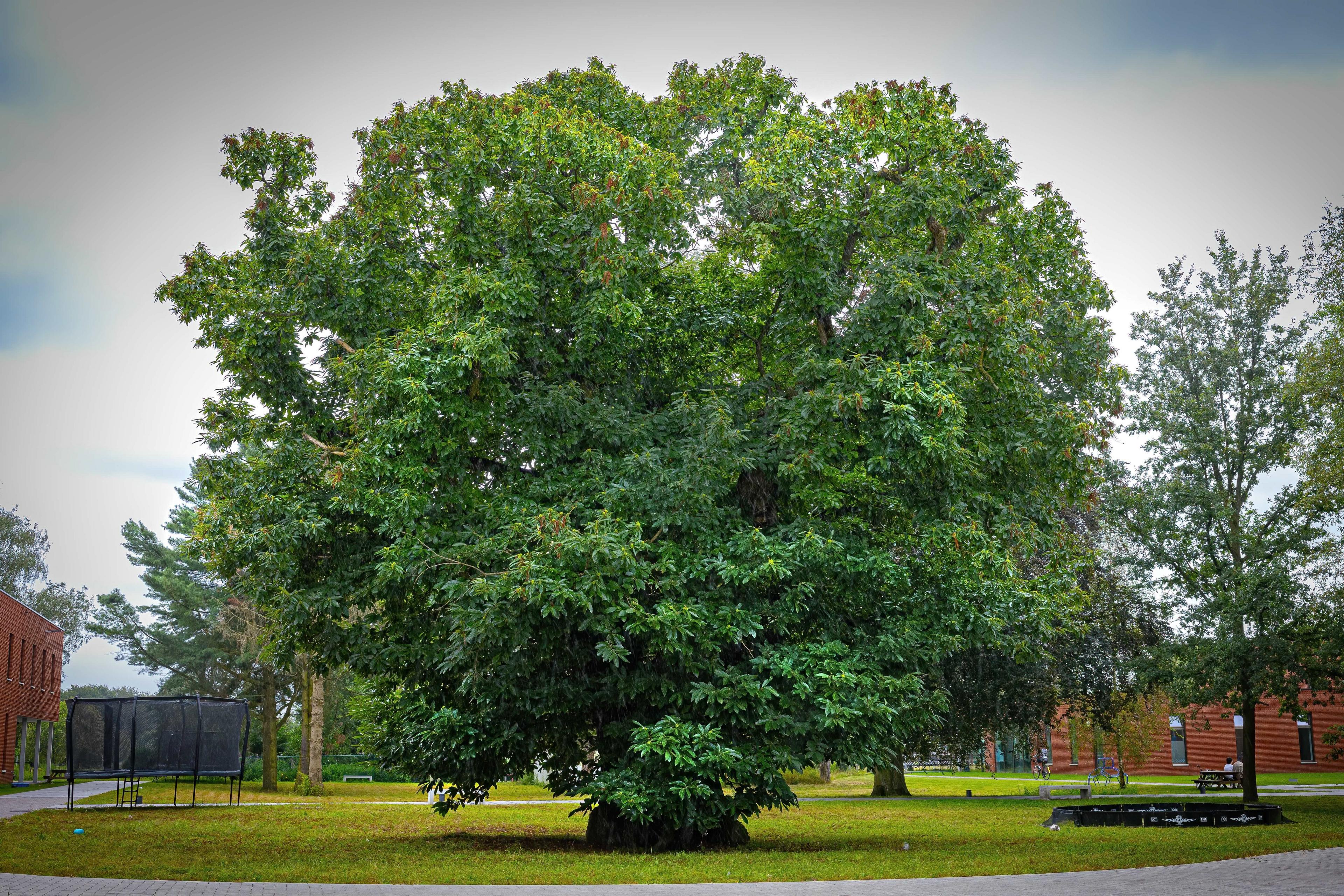 A large Sweet Chestnut with dense, green foliage stands in a landscaped area surrounded by pathways and grass. In the background, modern brick buildings, a trampoline, and a small pond with benches are visible.