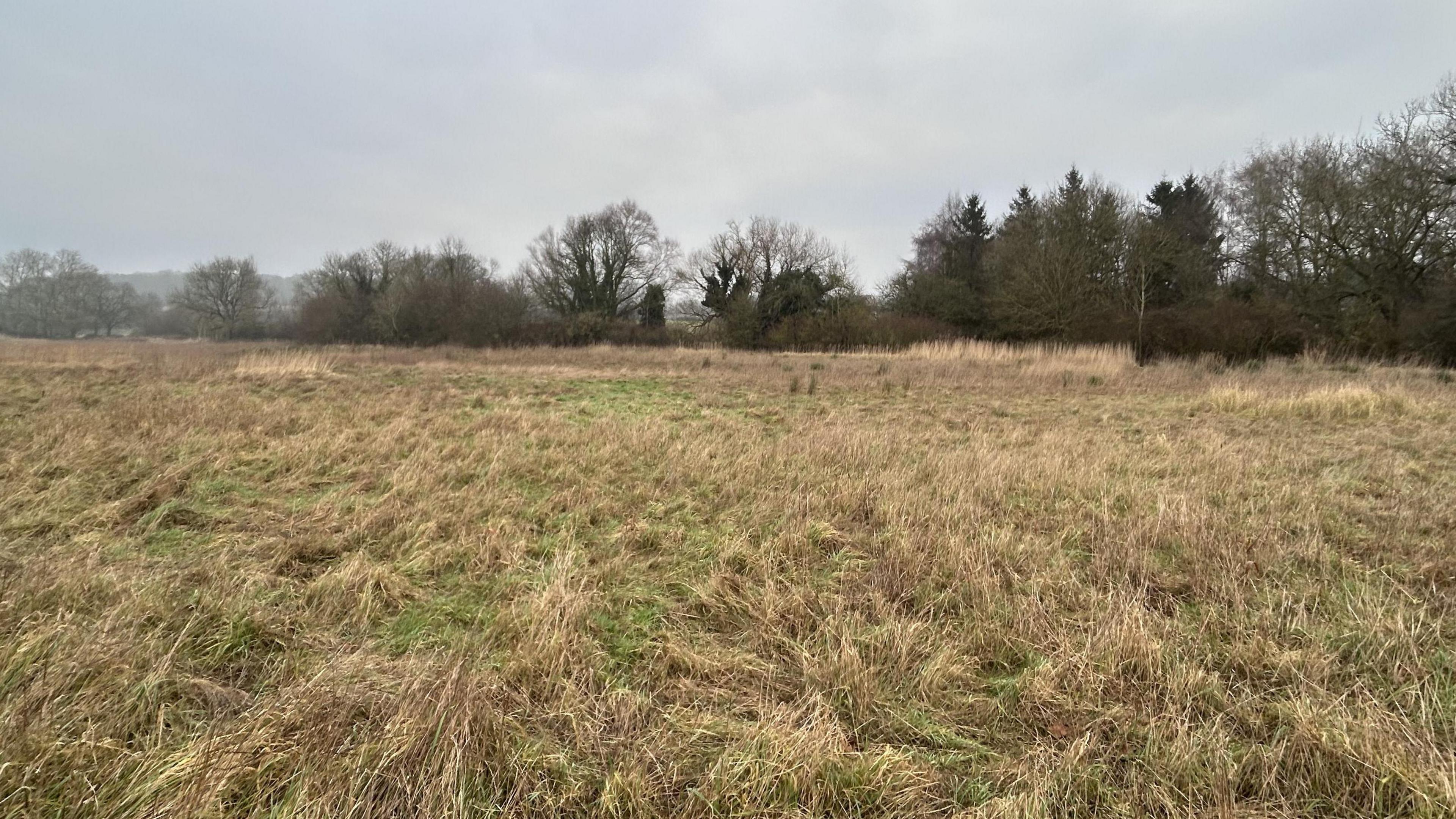 A grassy field bordered by trees on a dull January day.