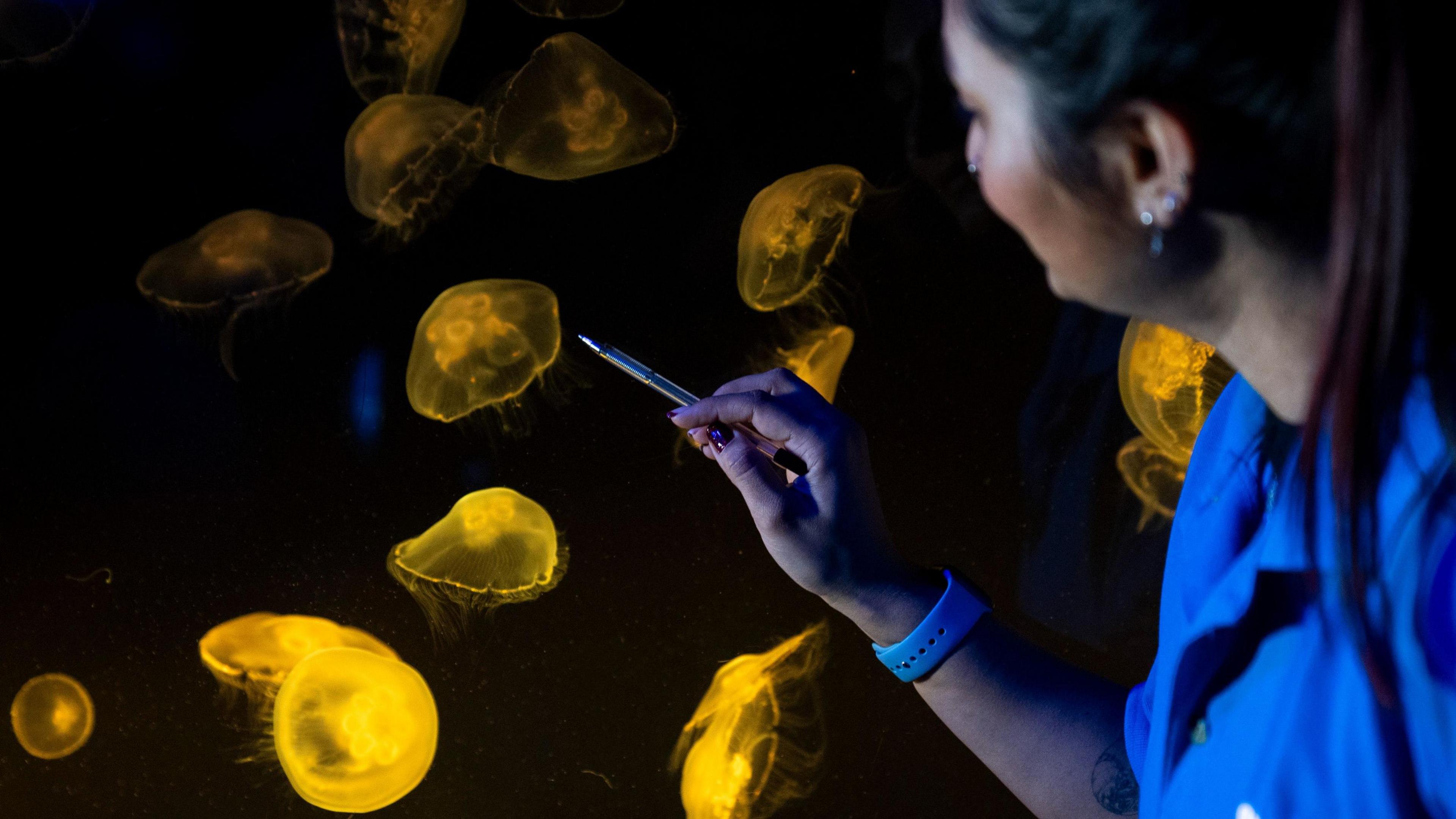 A woman with hair in a ponytail holds a pen against the jellyfish tank. The jellyfish are small and luminous yellow, in a dark tank. 