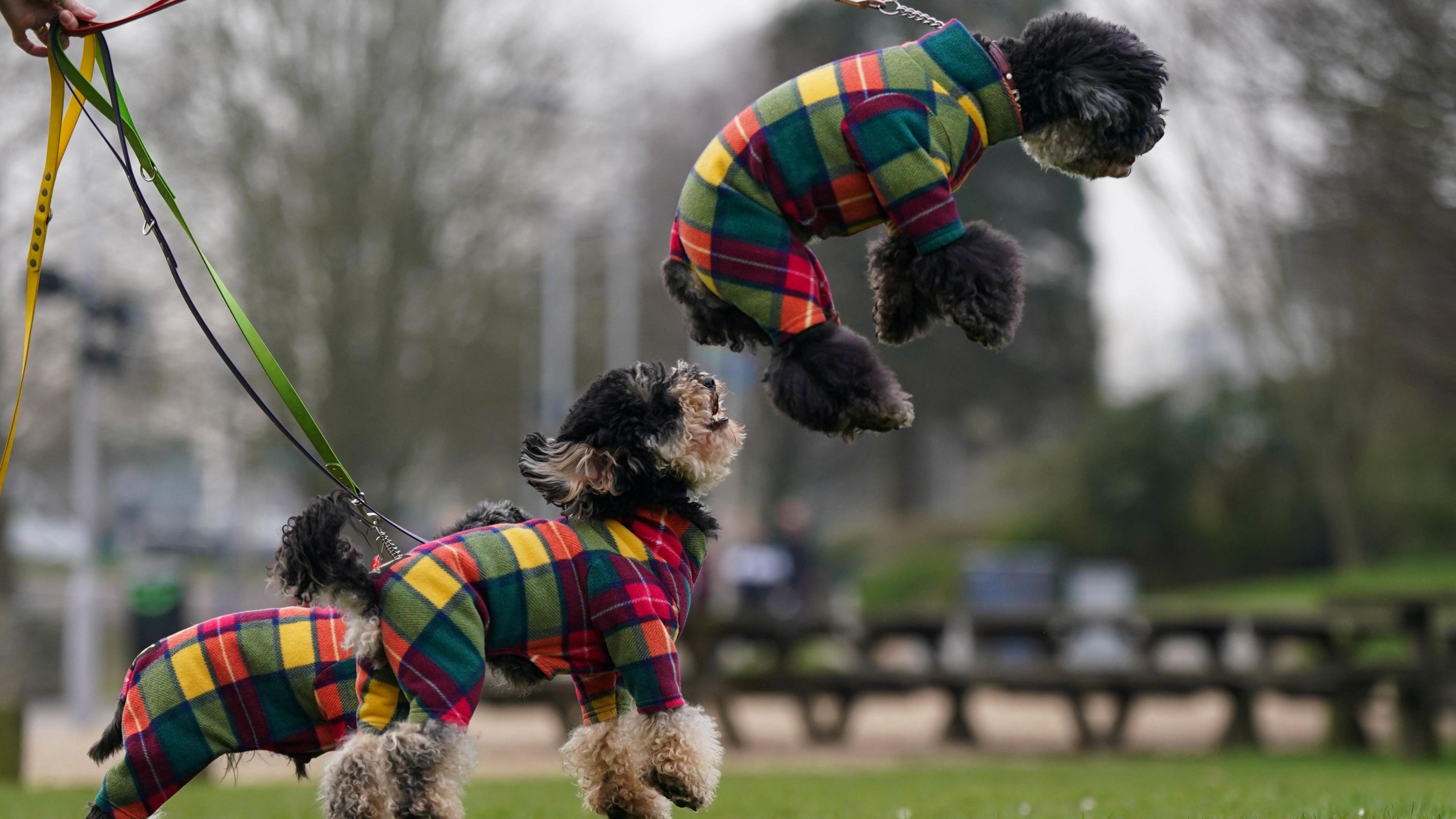 Owners arrive with their dogs including a leaping poodle on day two