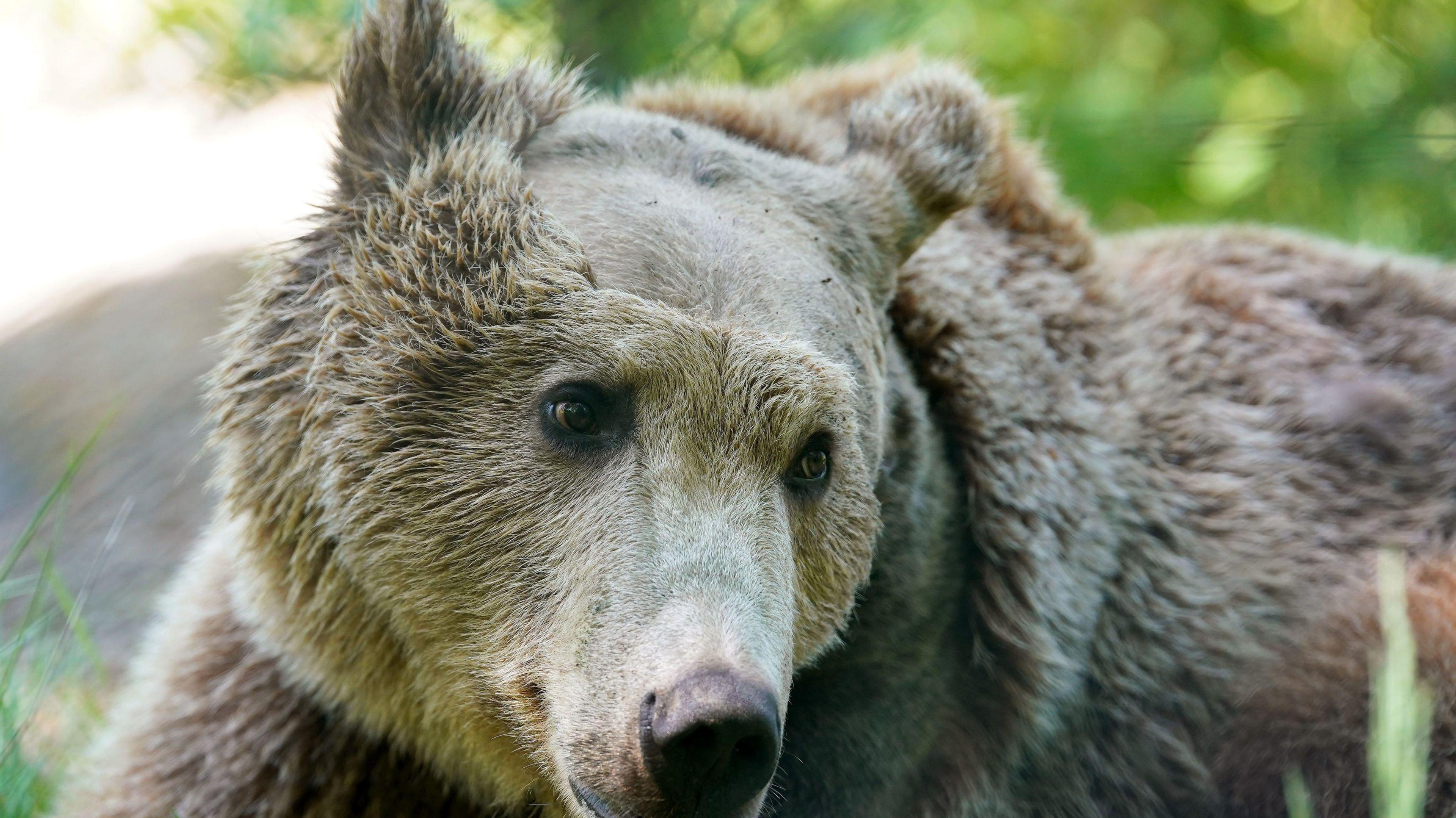 Boki the bear looks to the side of the camera, showing where the fur was shaved from his head for his operation.