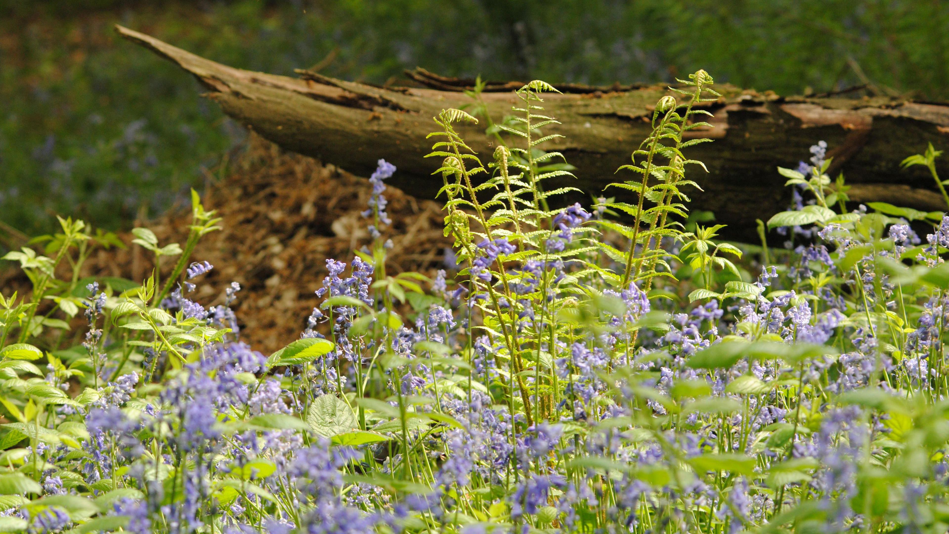 Walk at Gobions Wood 