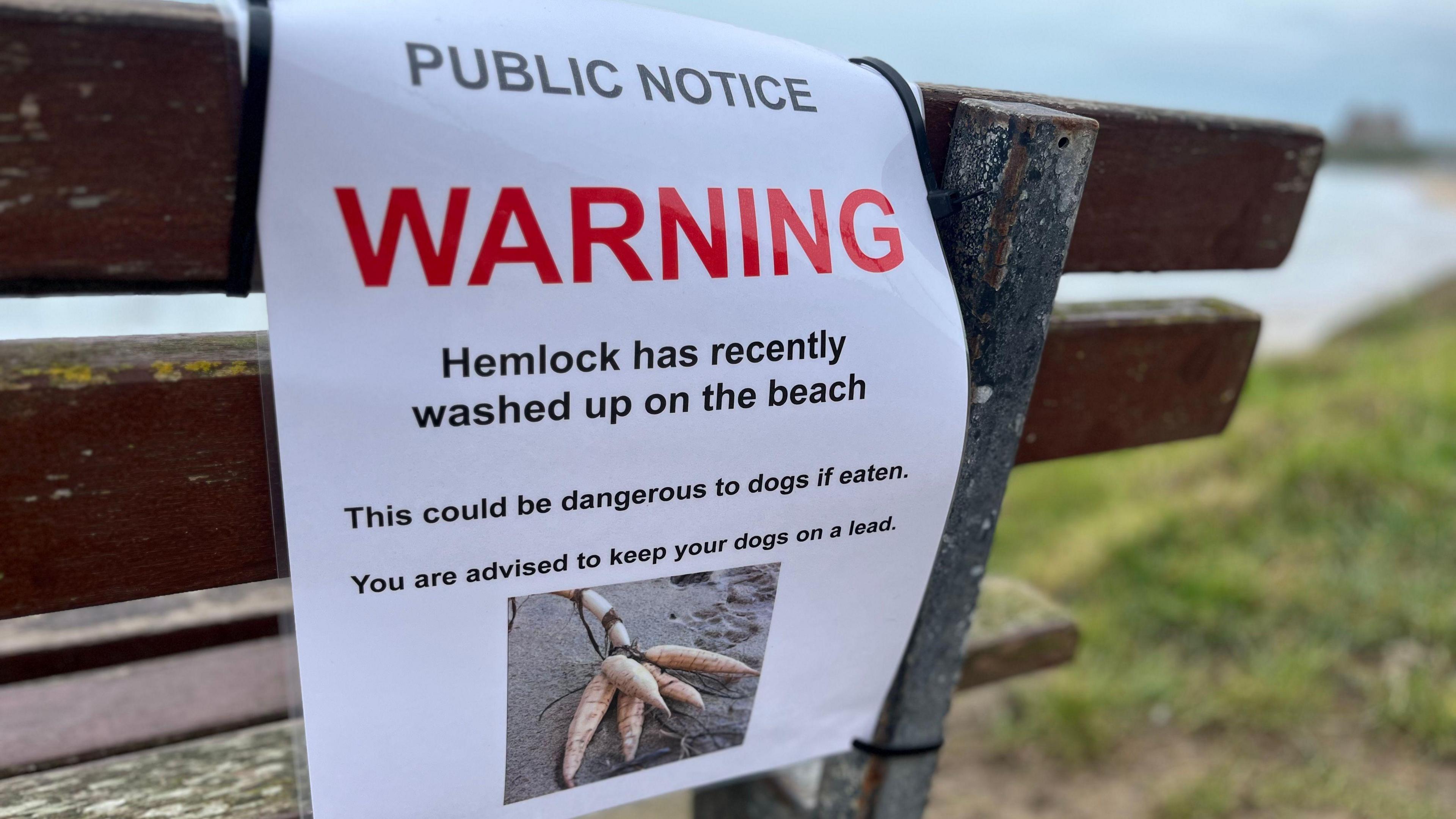 A white laminated sign attached to a brown wooden bench. The sign reads "warning" is red capital letters. There is a photo of hemlock which are long white and pinkish-looking plants. The sign also reads: "Hemlock has recently washed up on the beach. This could be dangerous to dogs if eaten. You are advised to keep your dog on a lead."