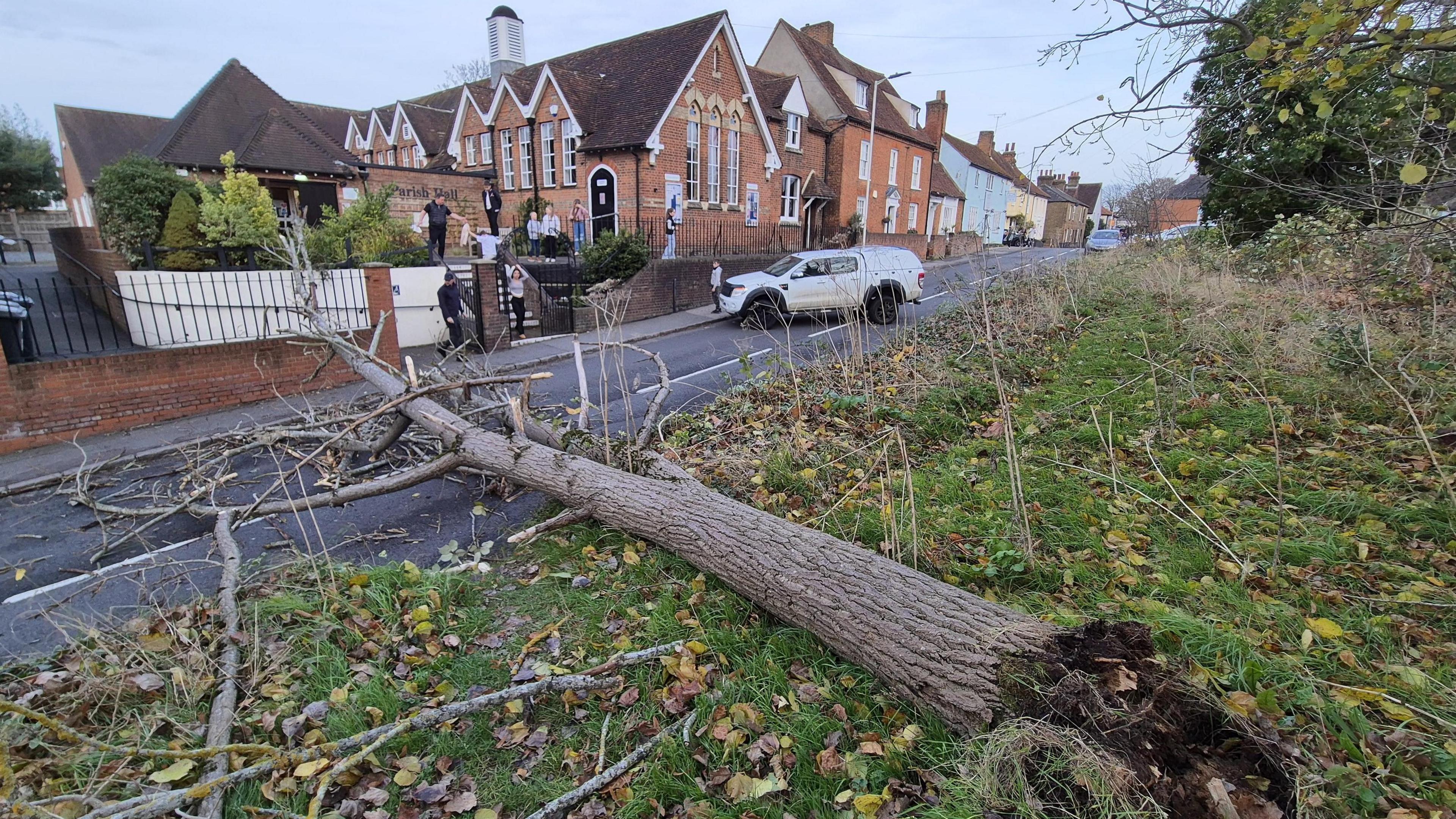 A leafless tree which has been up uprooted during Storm Bert, 2024. It is lying across a verge, all the way across a road and is resting on a wall on the other side of the road. People can be seen standing on the steps of a building across the road looking at the tree