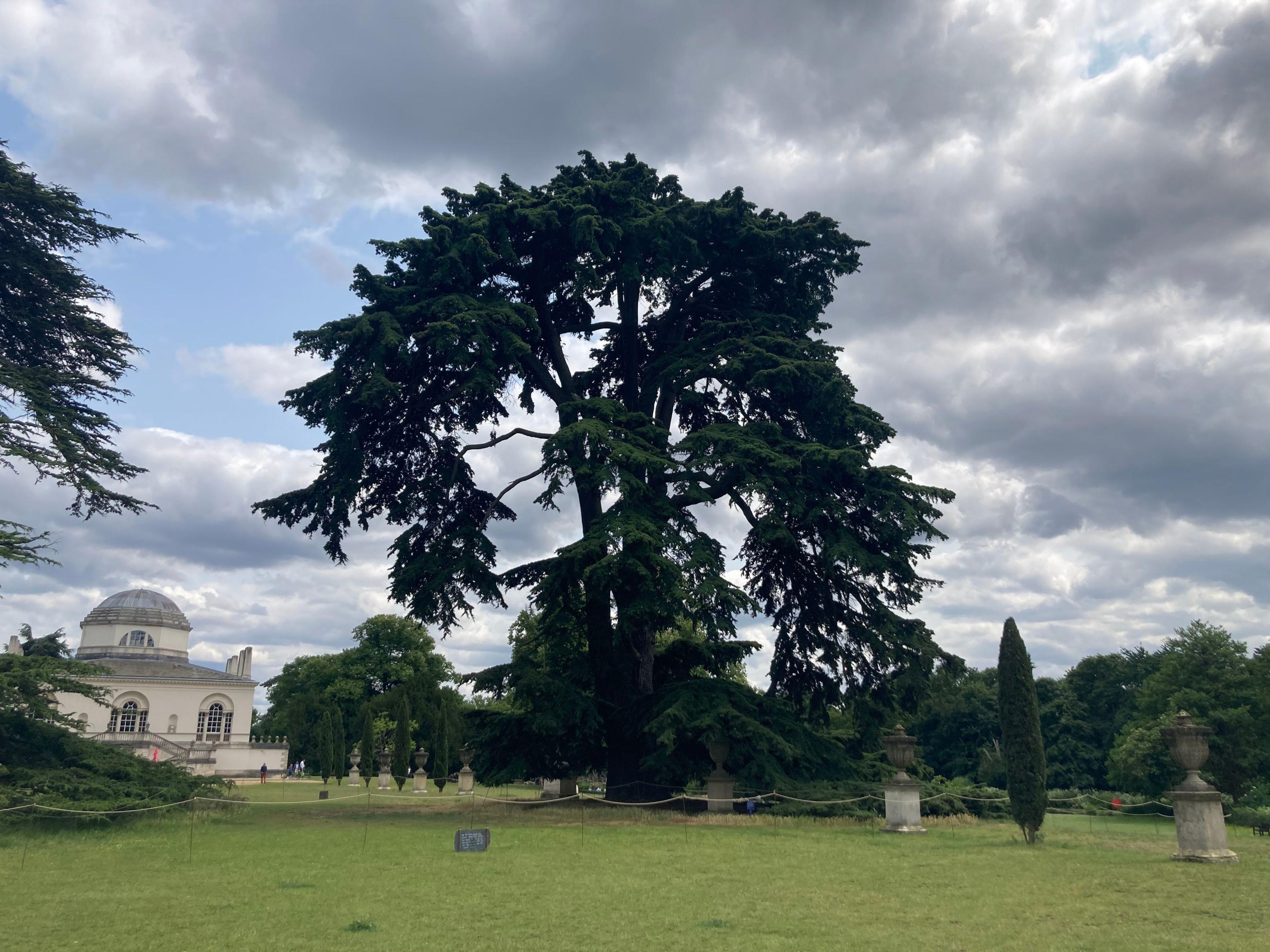 The Beatles's cedar tree in Chiswick