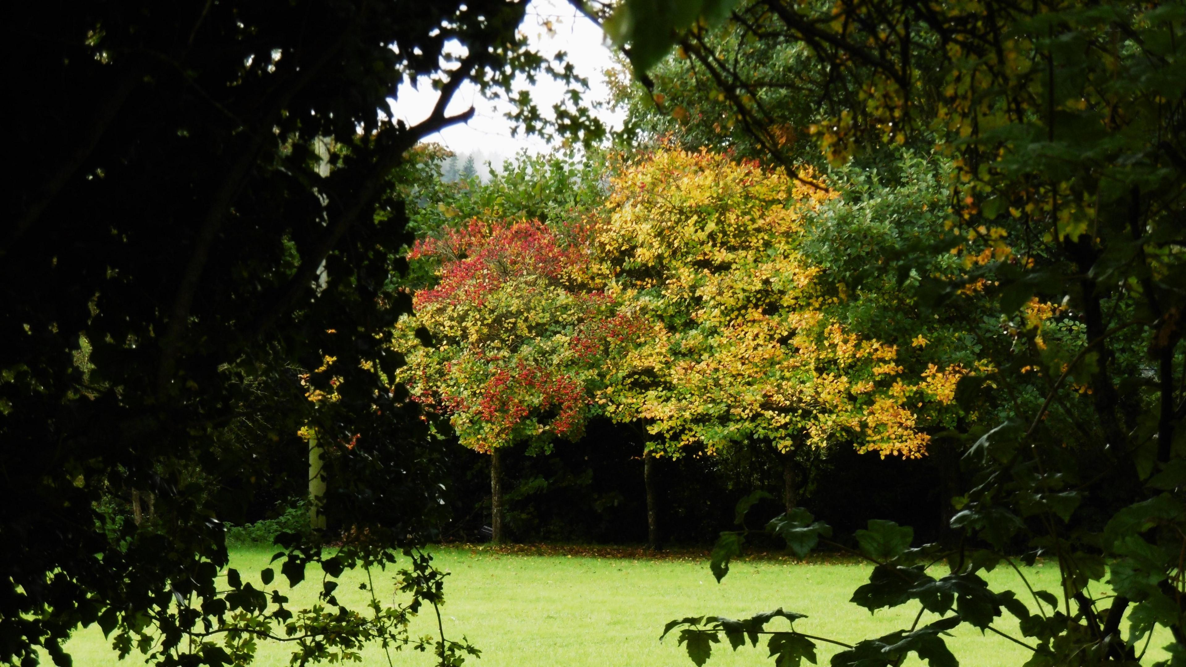 Trees with red, yellow and green leaves photographed through a gap in the bushes.