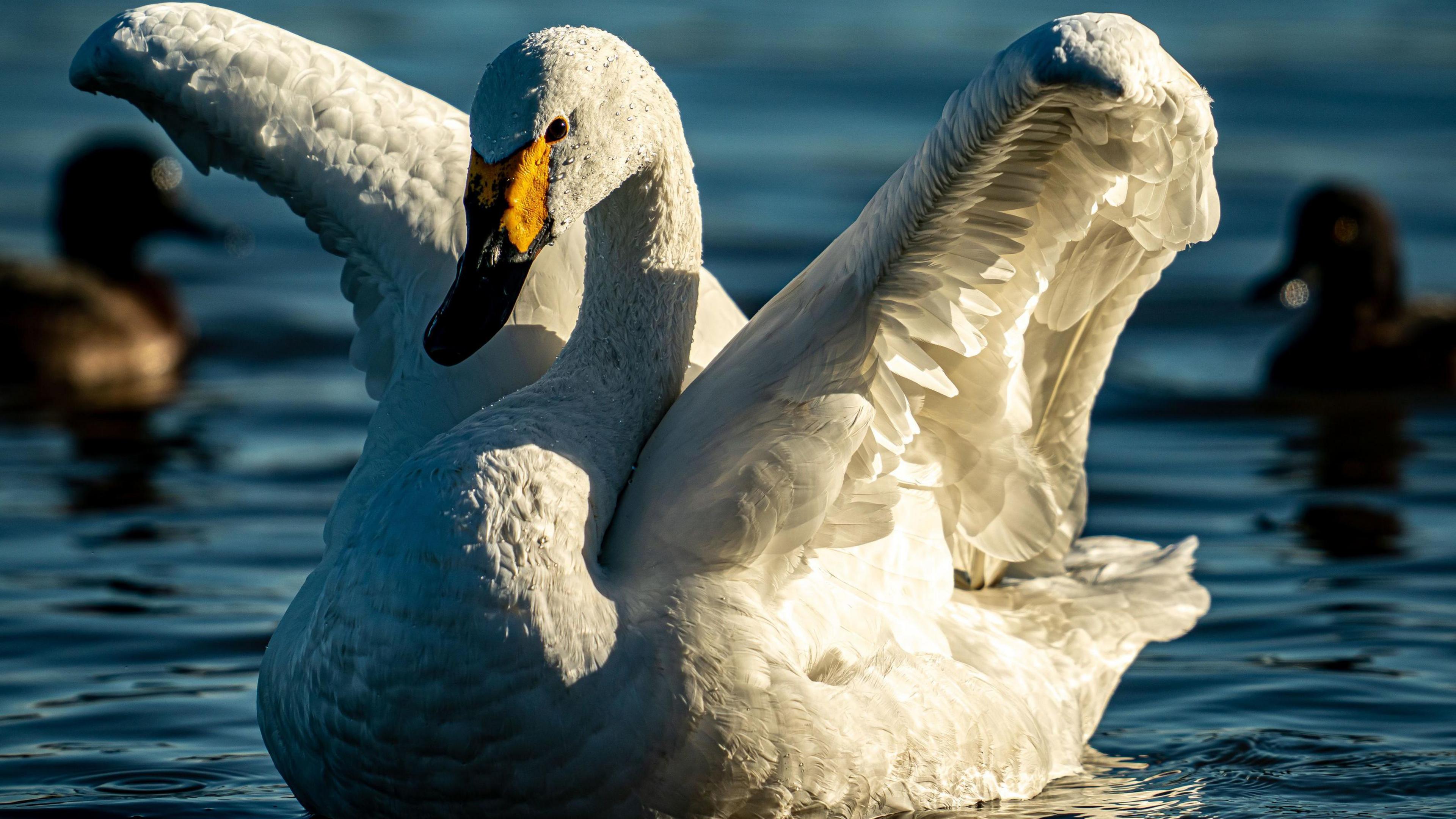 White Bewick's swan opening it's wings on the water