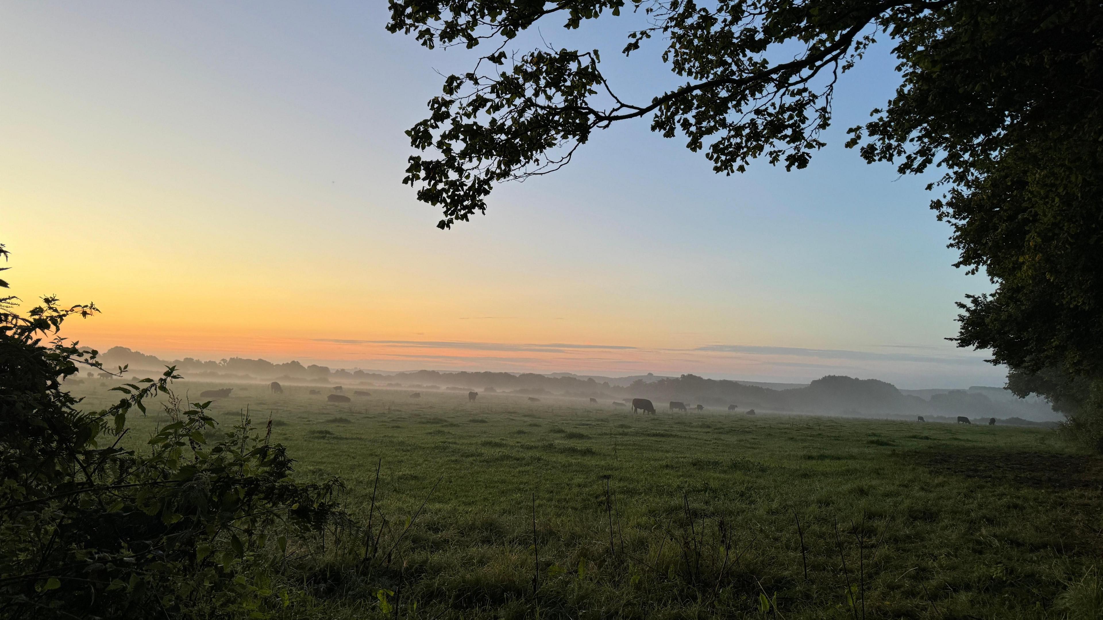 A wide shot of a field containing many cows with mist hanging in the air and a low sunlight coming from the left.