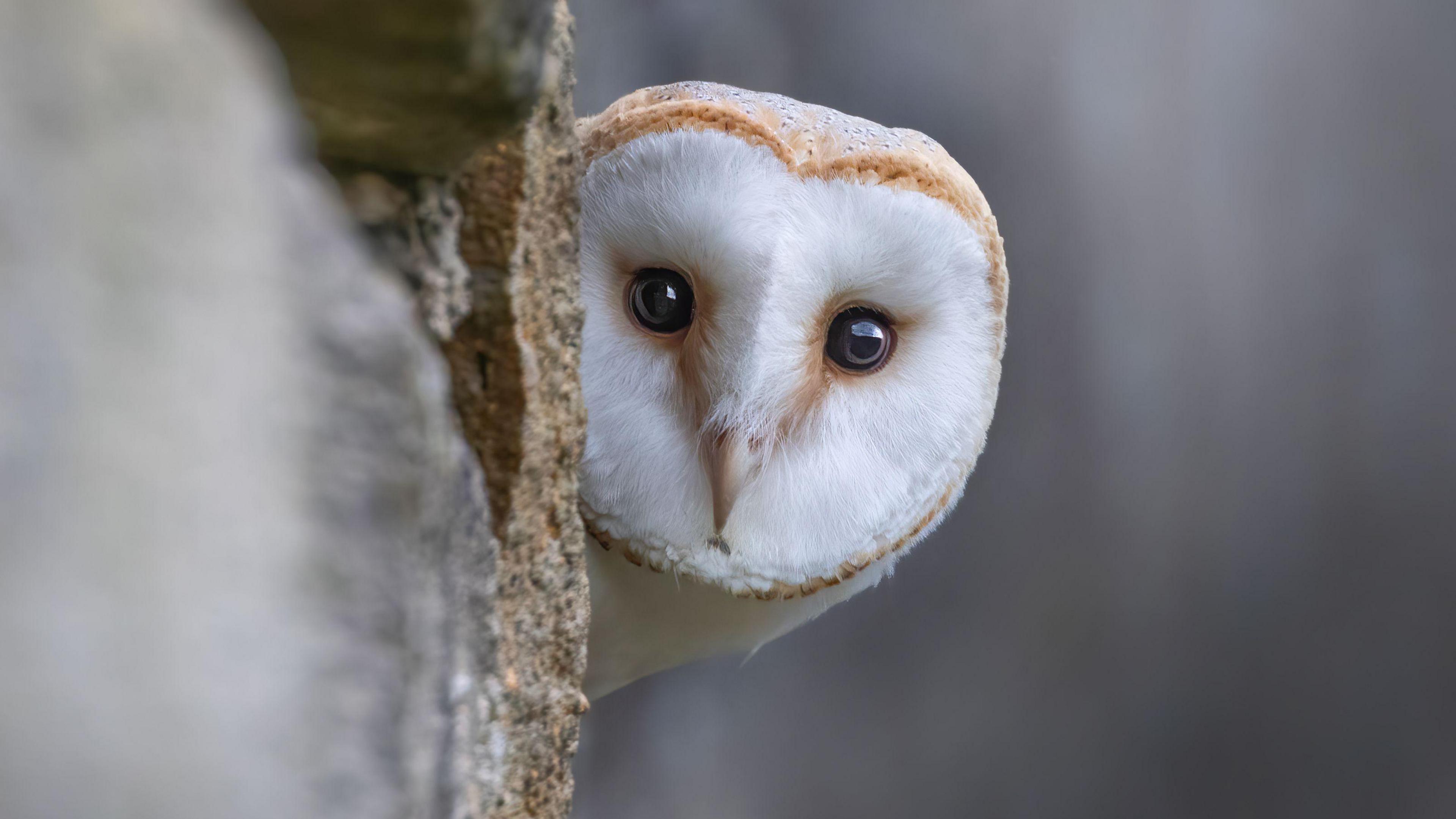 A barn owl peeks out from behind a tree.