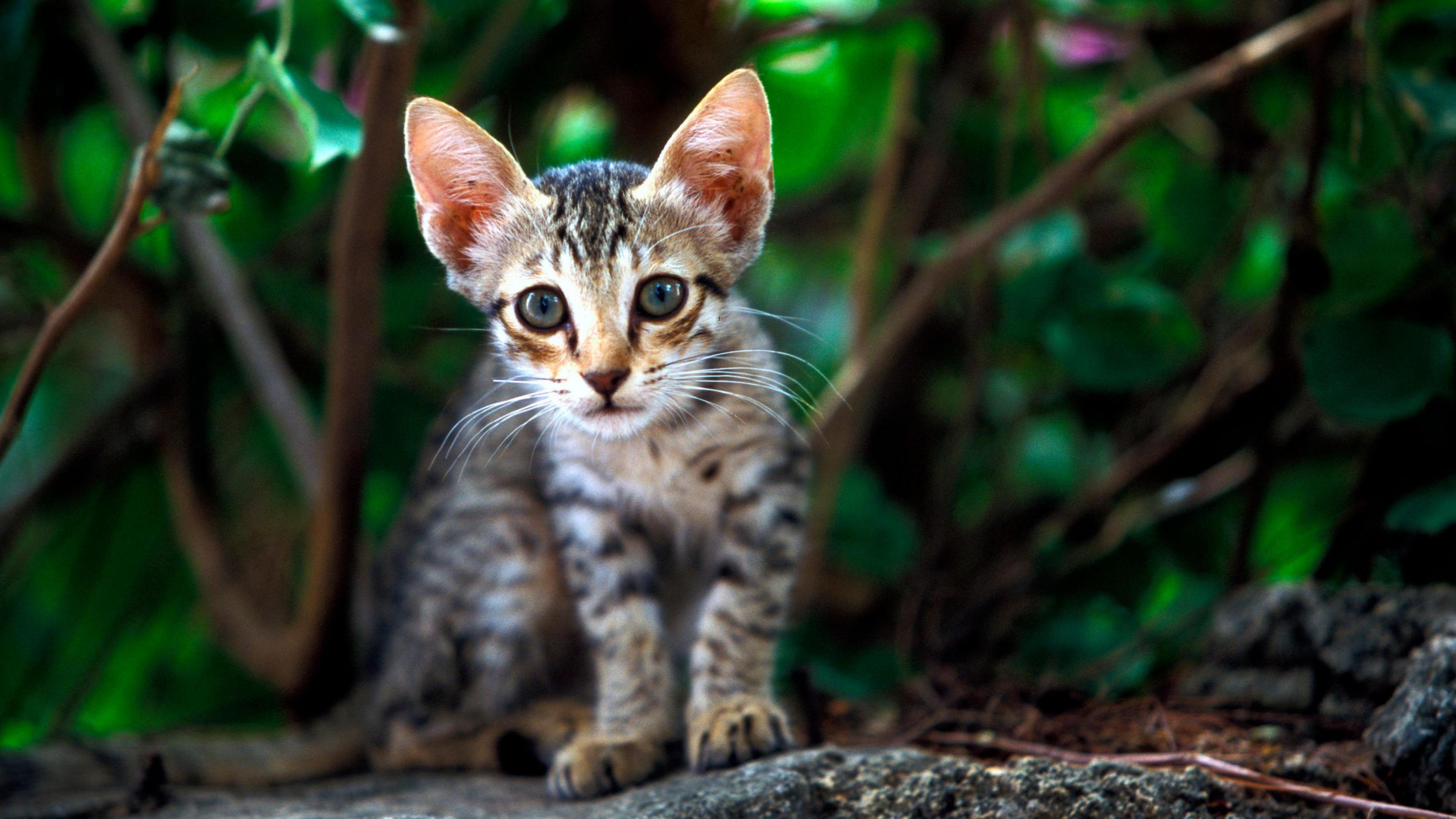 Feral cat, Felis catus, tabby kitten on boulder. Lamu Island, Kenya, East Africa