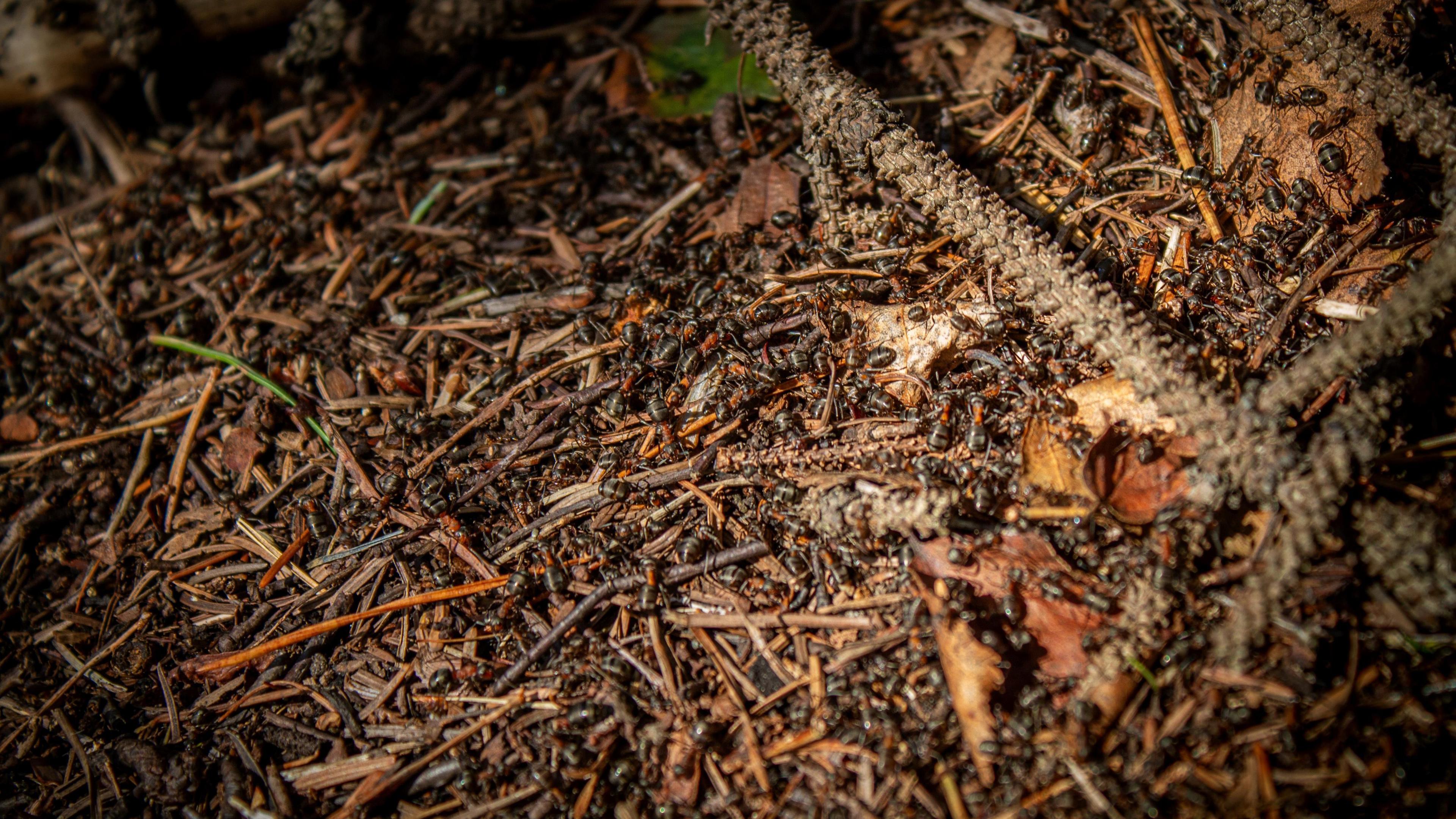 A closeup of the hairy wood ants on the ground in a forest. The ants do not appear hairy, they are just small black ants.