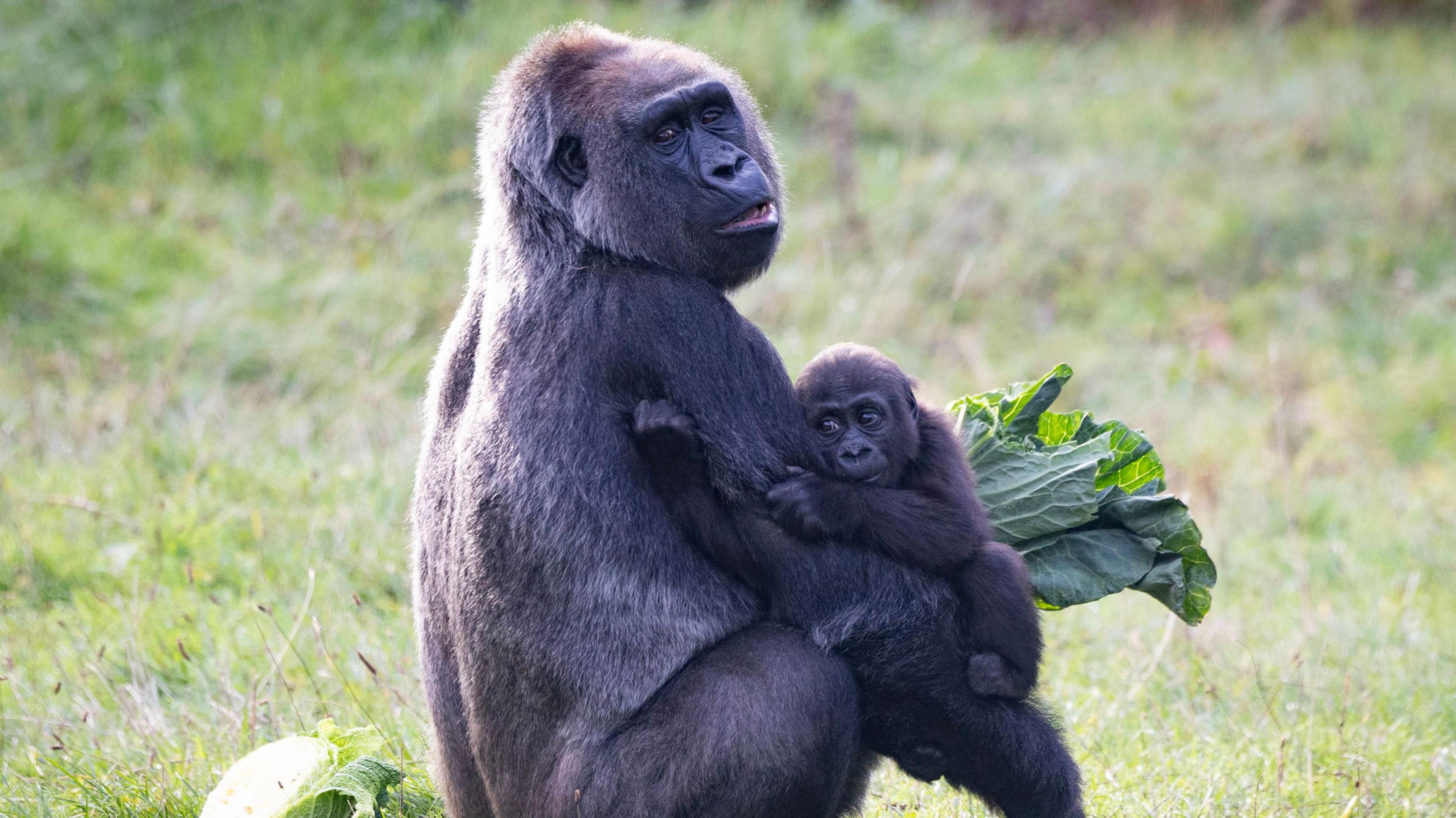 Western lowland gorilla Effie sits on the grass holding a cauliflower in one hand while her baby Venus clings to her other arm. Another cauliflower can be seen lying on the ground in the distance