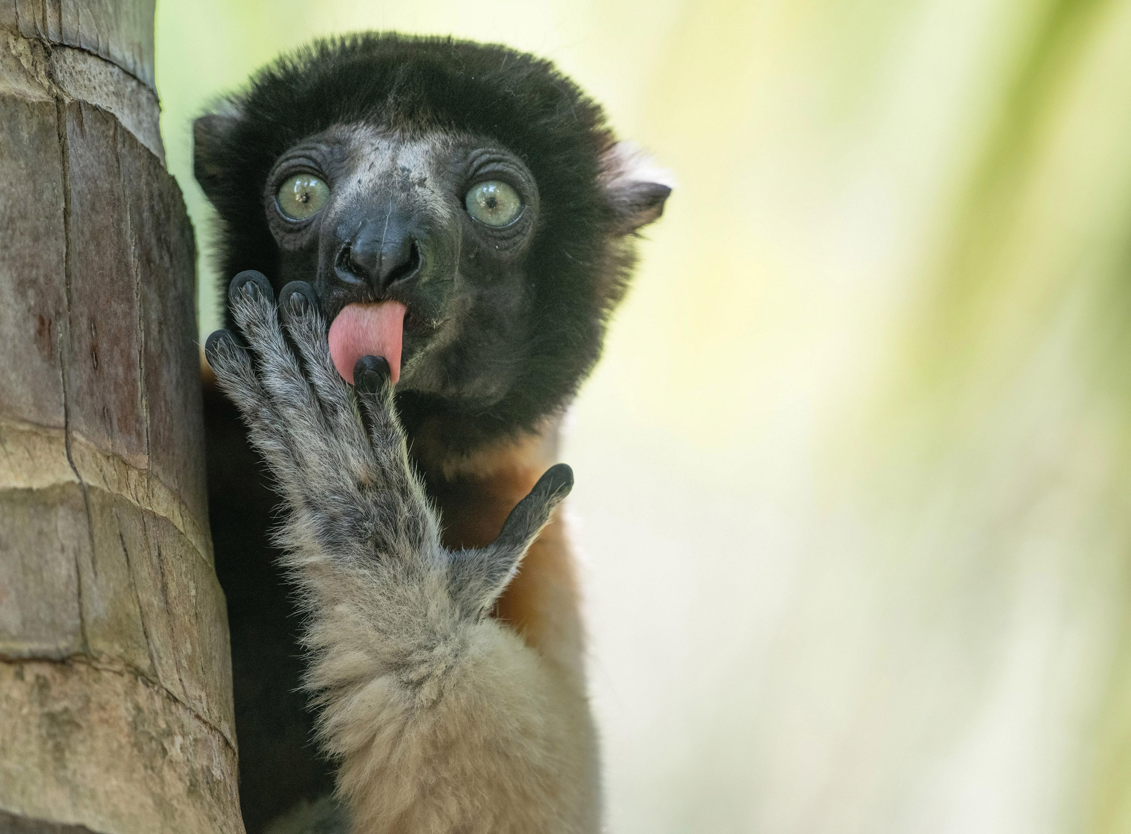 A monkey looks directly at the camera and licks its fingers
