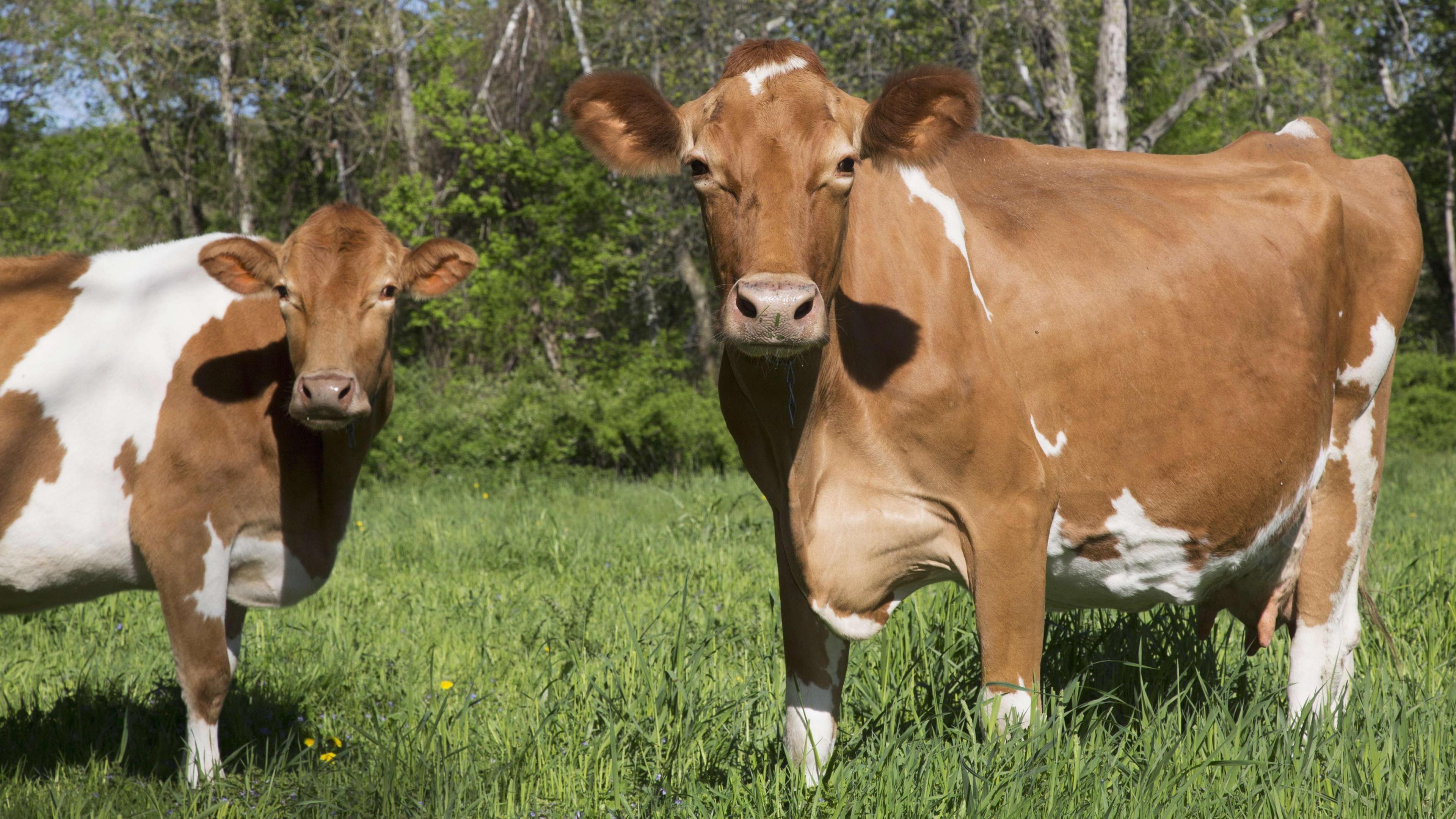 Two Guernsey cows are standing in a field looking at the camera. They have tan and white coloured coats and large brown furry ears. There are trees behind them.