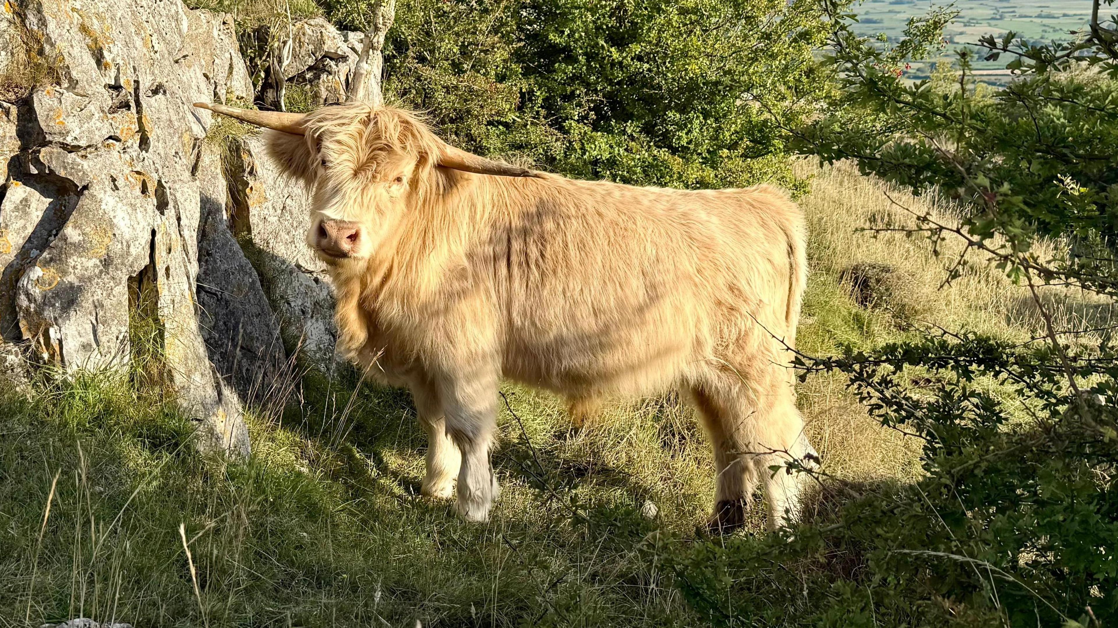 A cream highland cow in a field. The cow has two long horns on the side of its head. It is looking directly at the camera. 