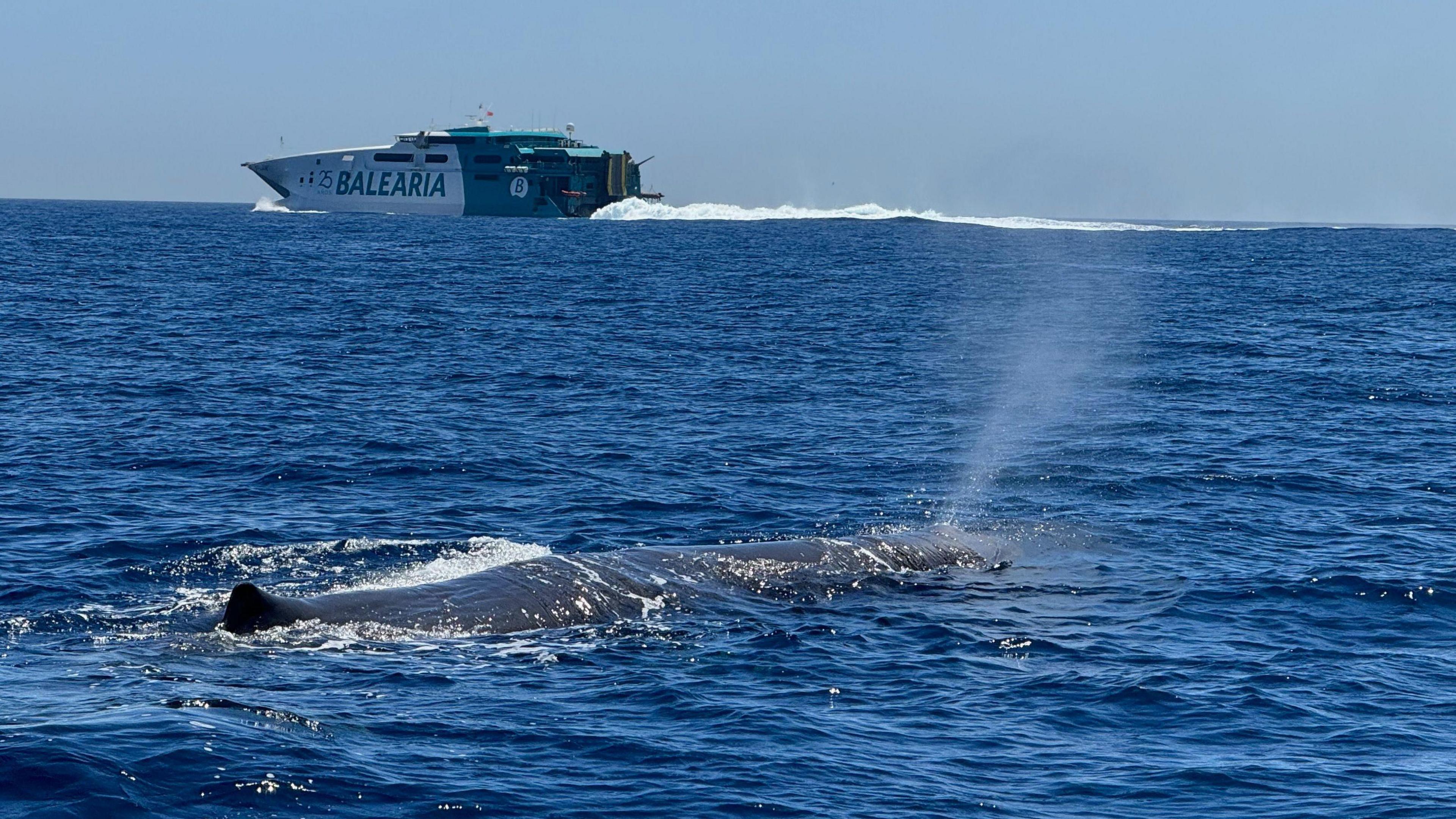 A sperm whale in the Strait of Gibraltar and a vessel in the background