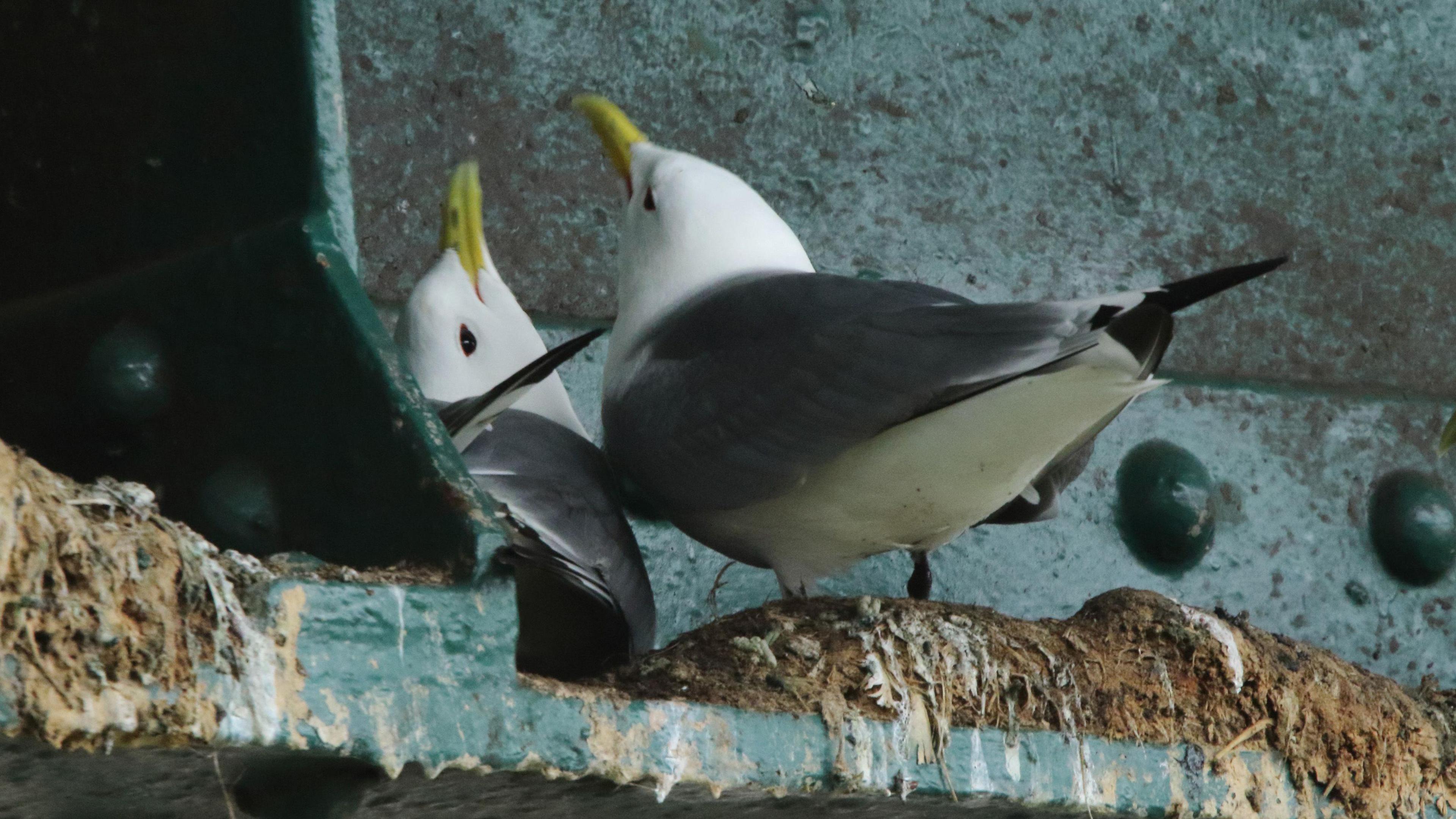 Two Kittiwakes in their nest on Tyne Bridge ledge