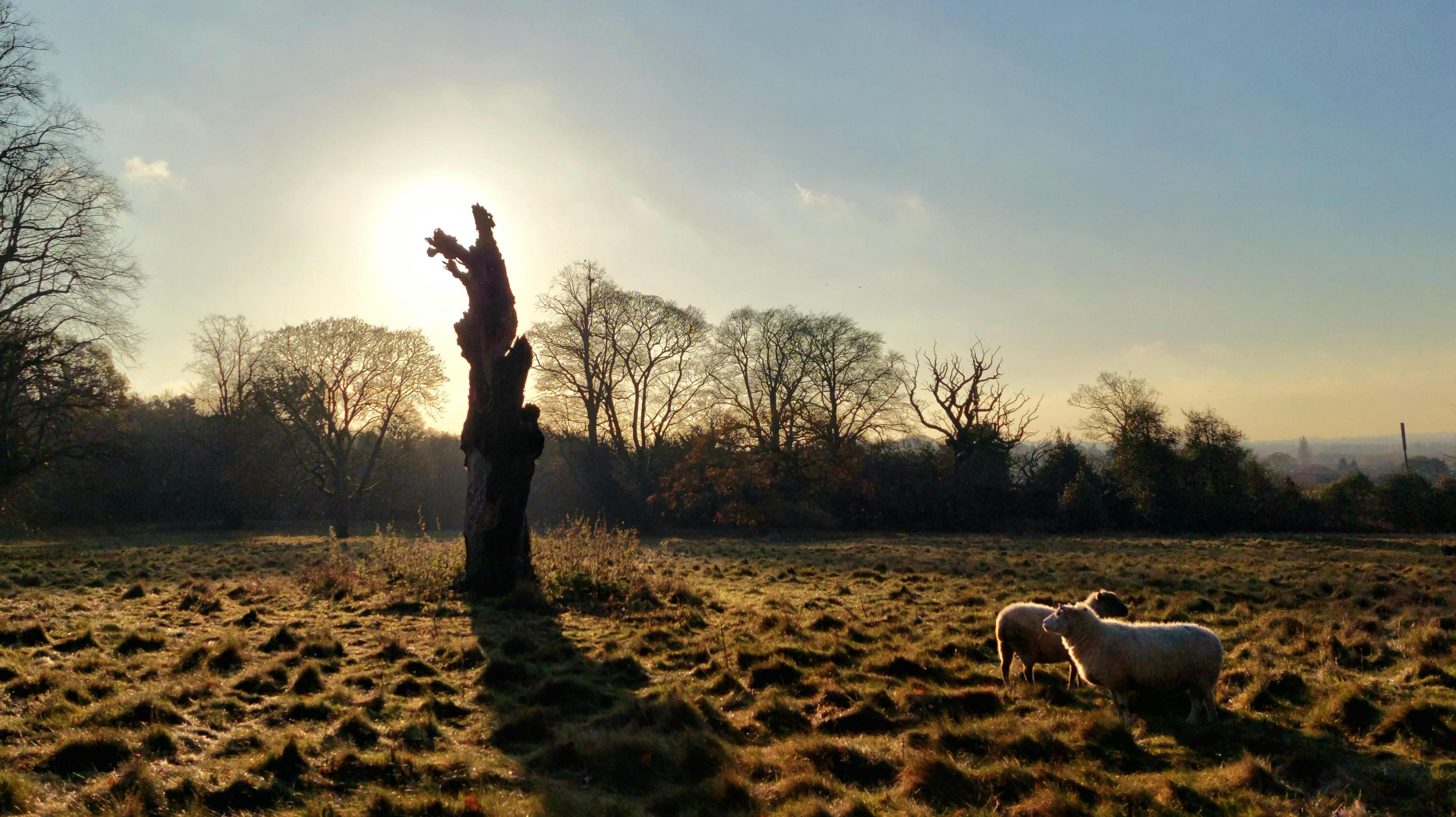 Two sheep are on the right of the shot, in which the sun, low in the sky, is pictured behind a silhouetted dead tree trunk which casts a long shadow, as do surrounding tufts of grass.