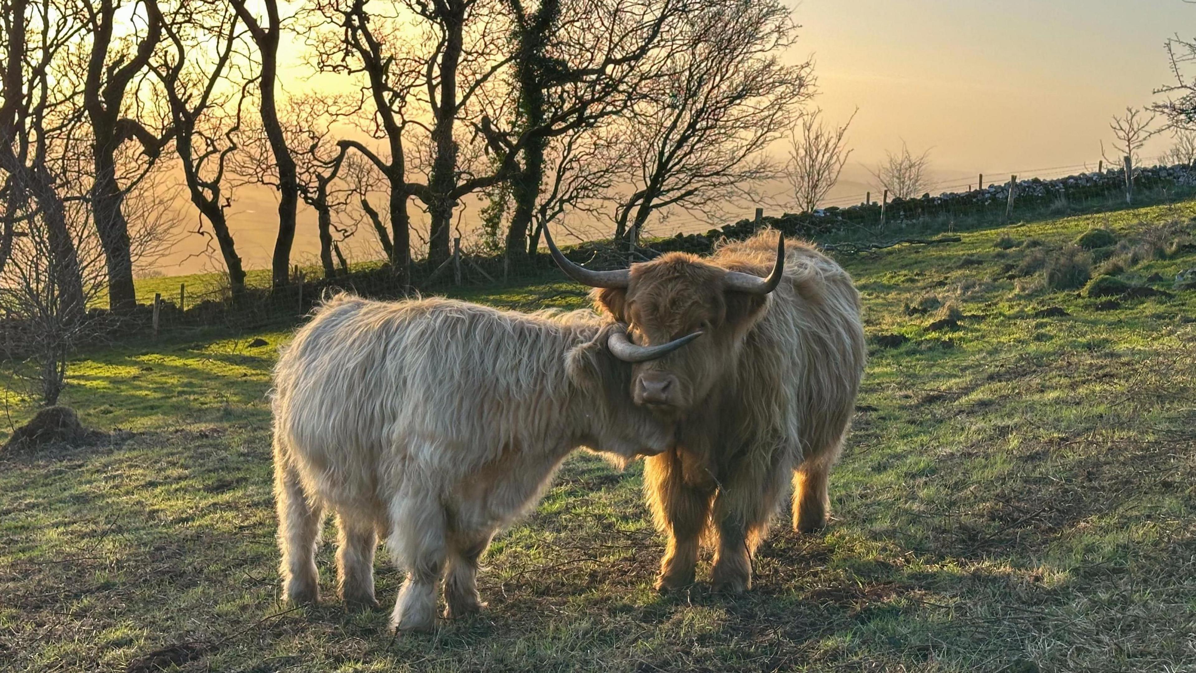 Two cows nestle their heads together in a field in front of a beautiful sunrise