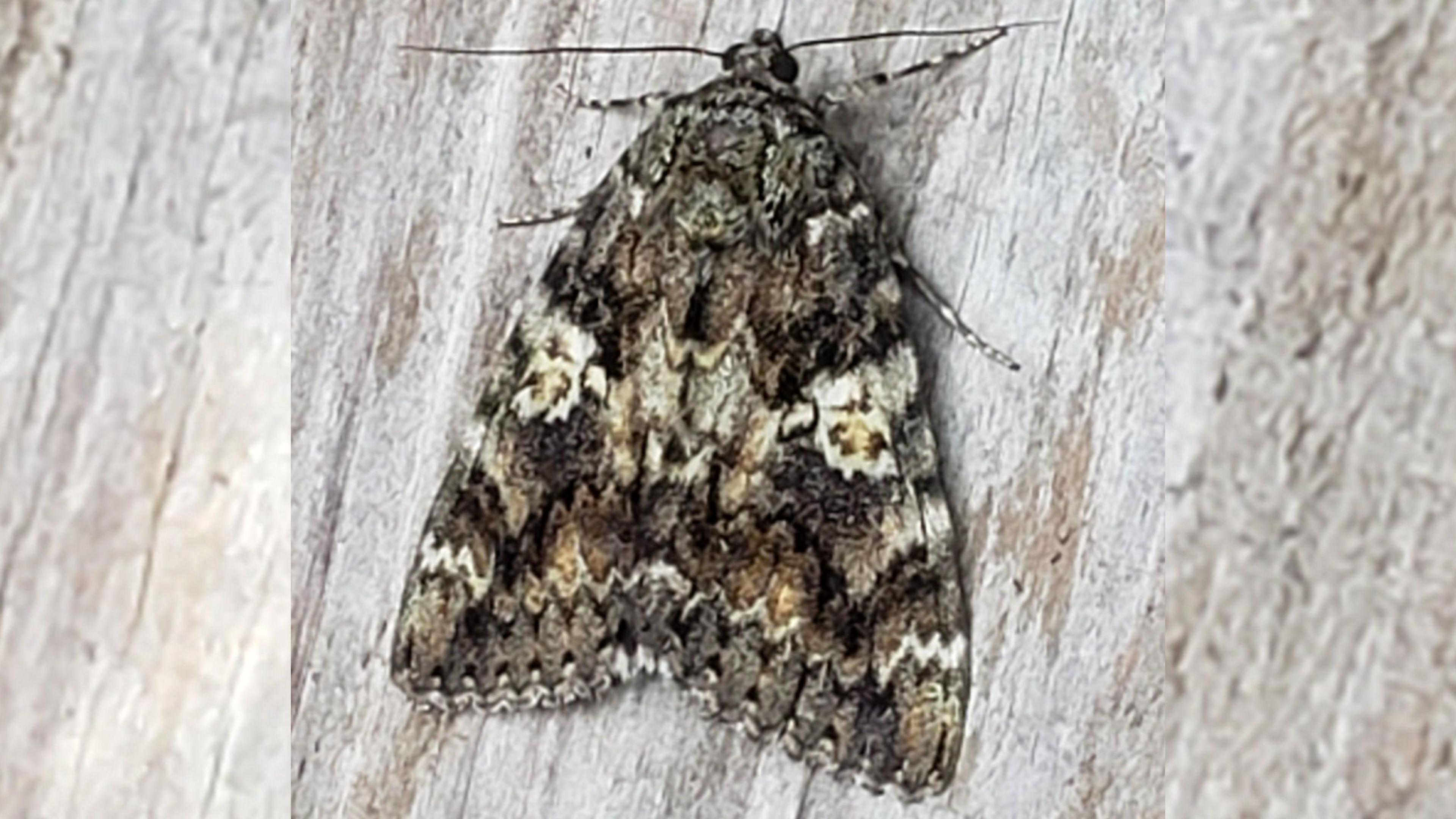 Dark crimson underwing moth on wood with its wings folded back